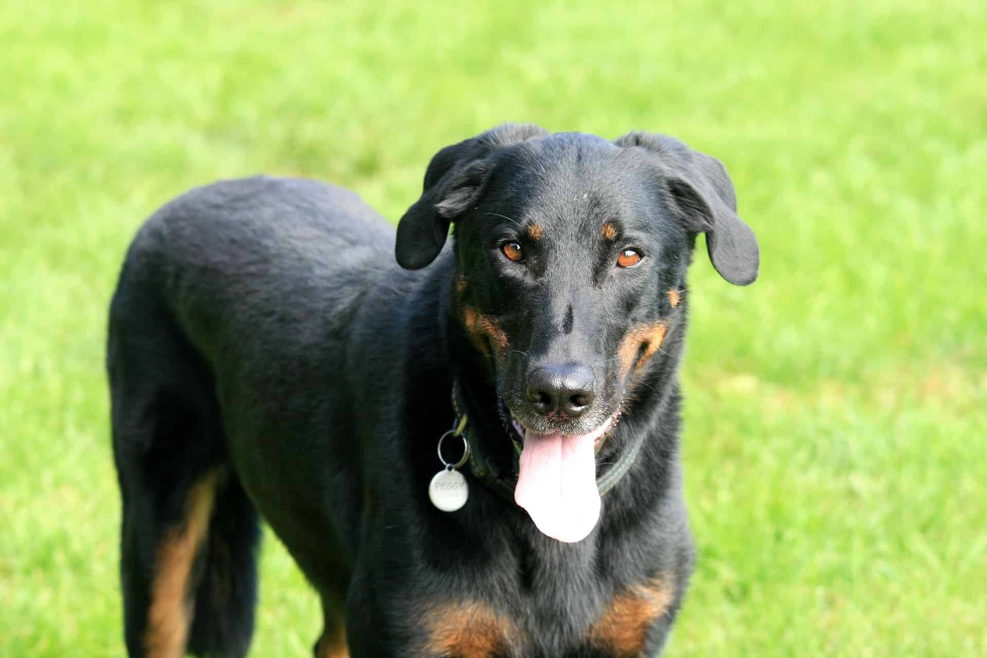 Beauceron photo 3