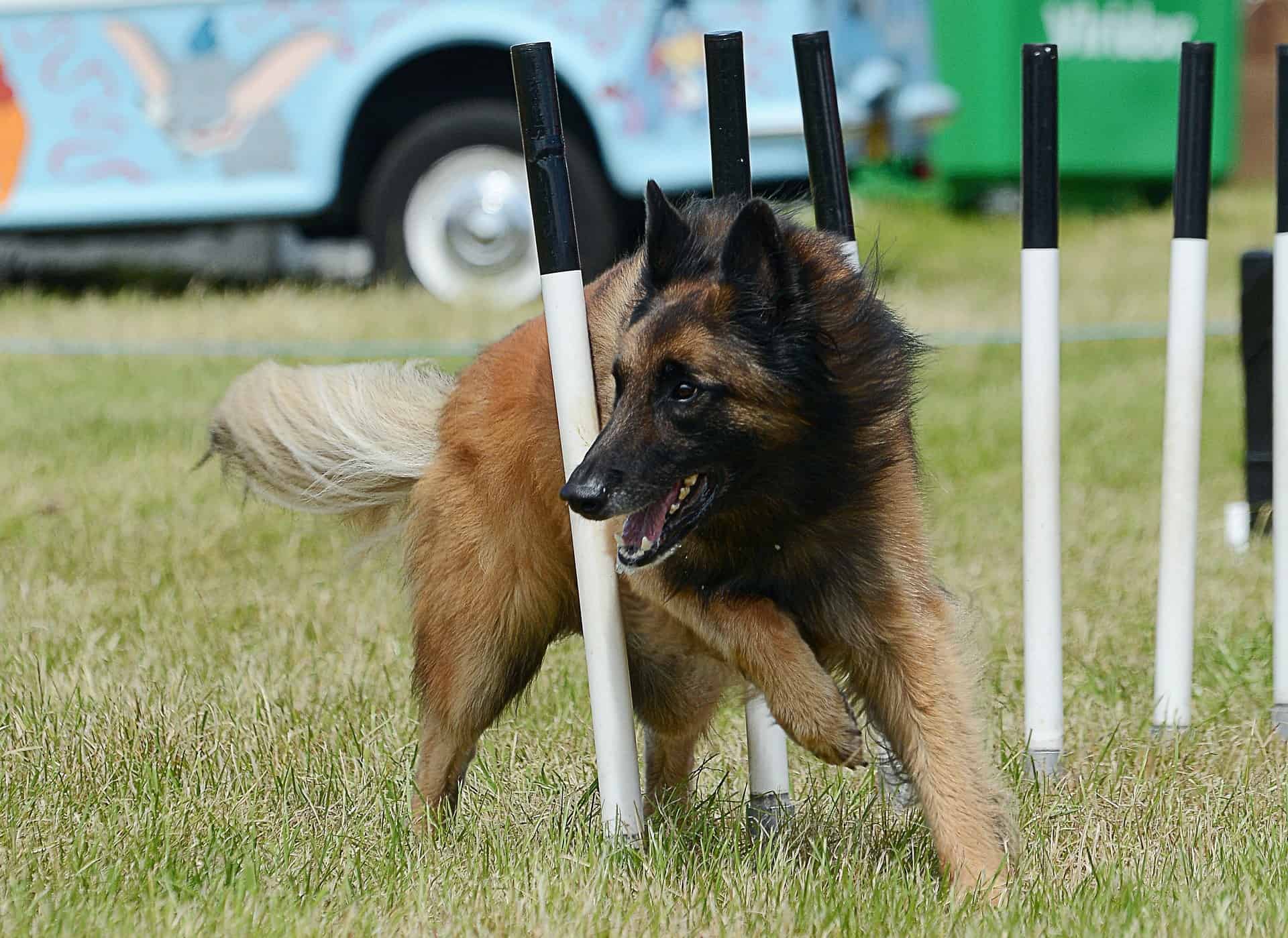 Belgian Tervuren photo 3