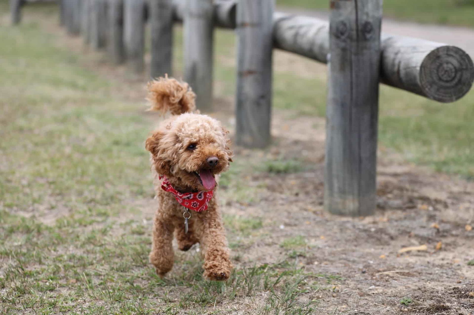 Toy Poodle photo 3