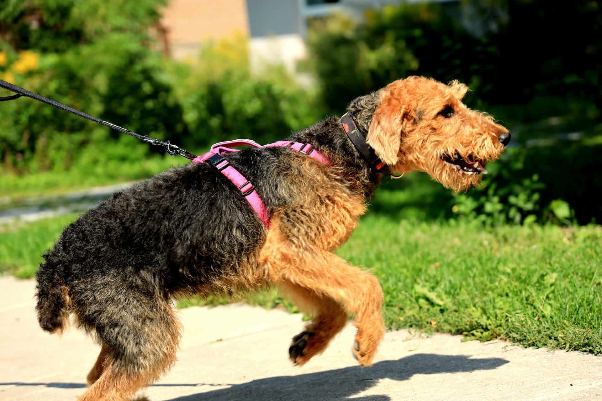 Airedale Terrier photo 3