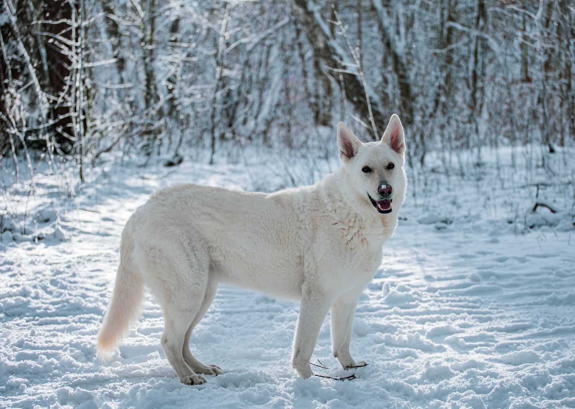 American White Shepherd photo 3