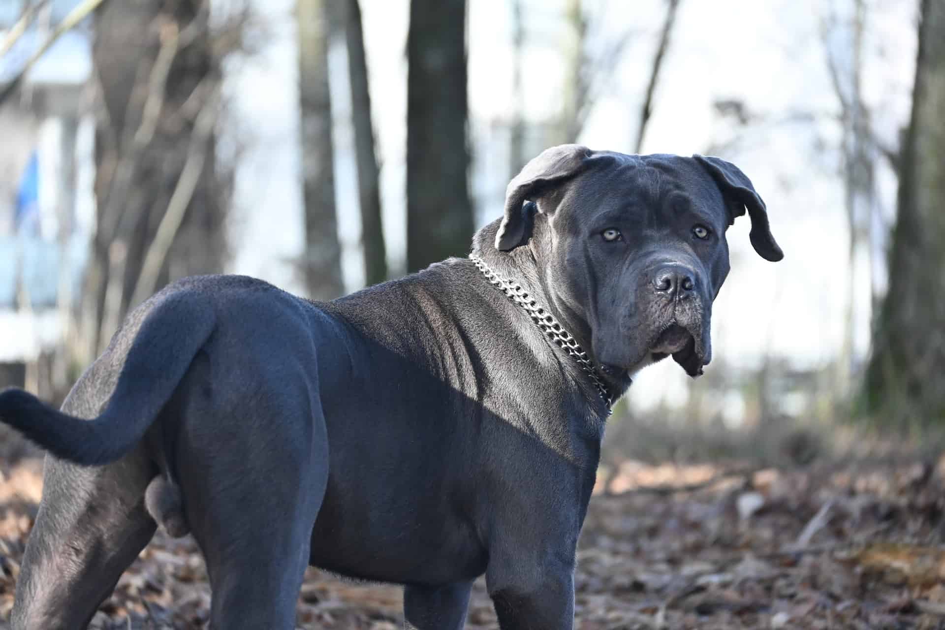 Cane Corso photo 3