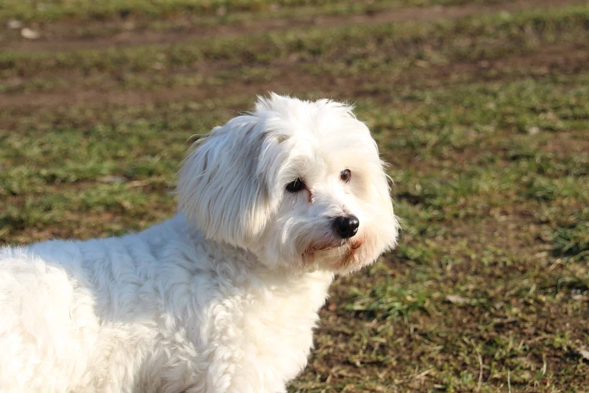 Coton de Tulear photo 3