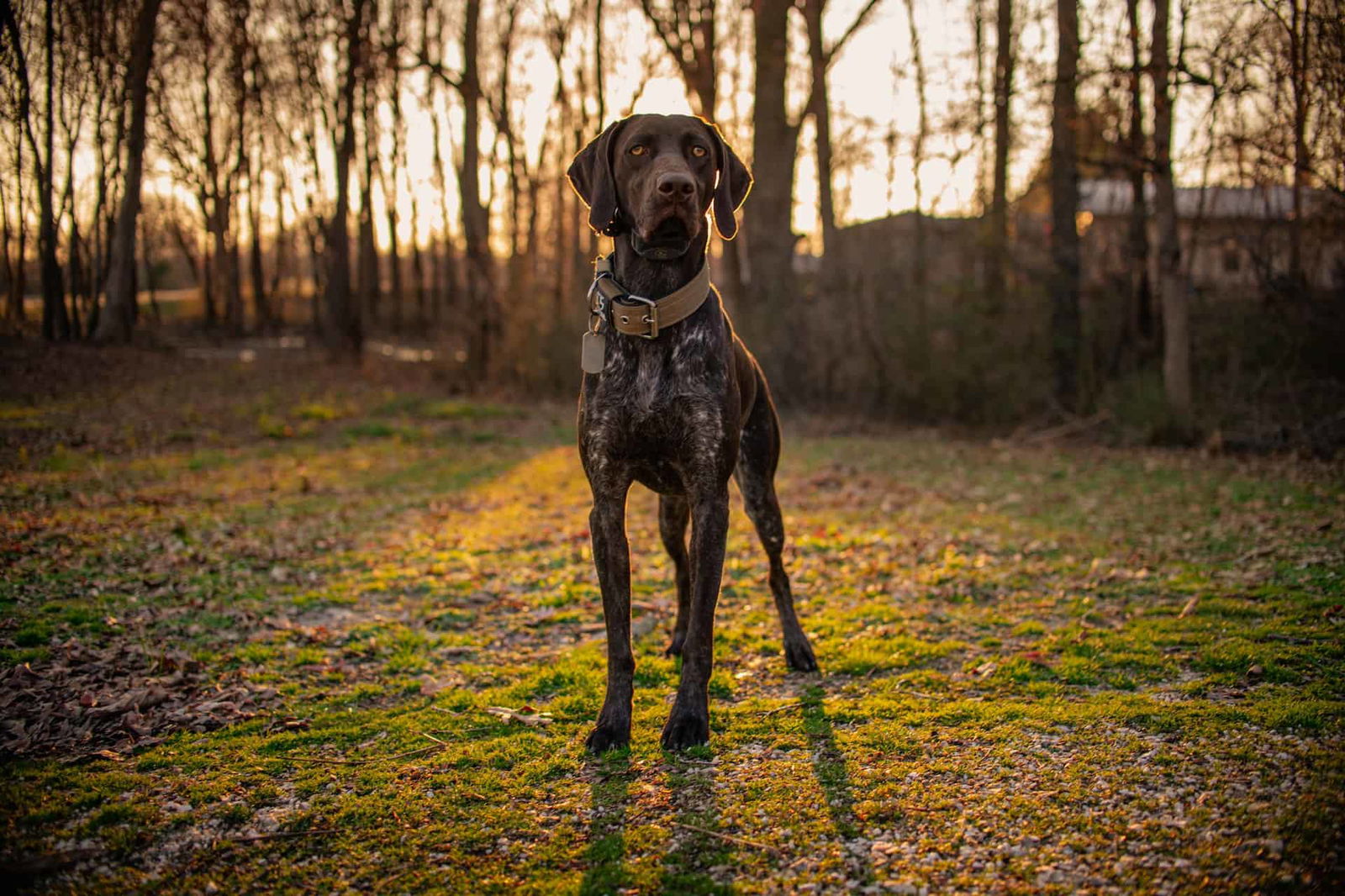 Learn Another Fascinating Fact About German Shorthaired Pointers