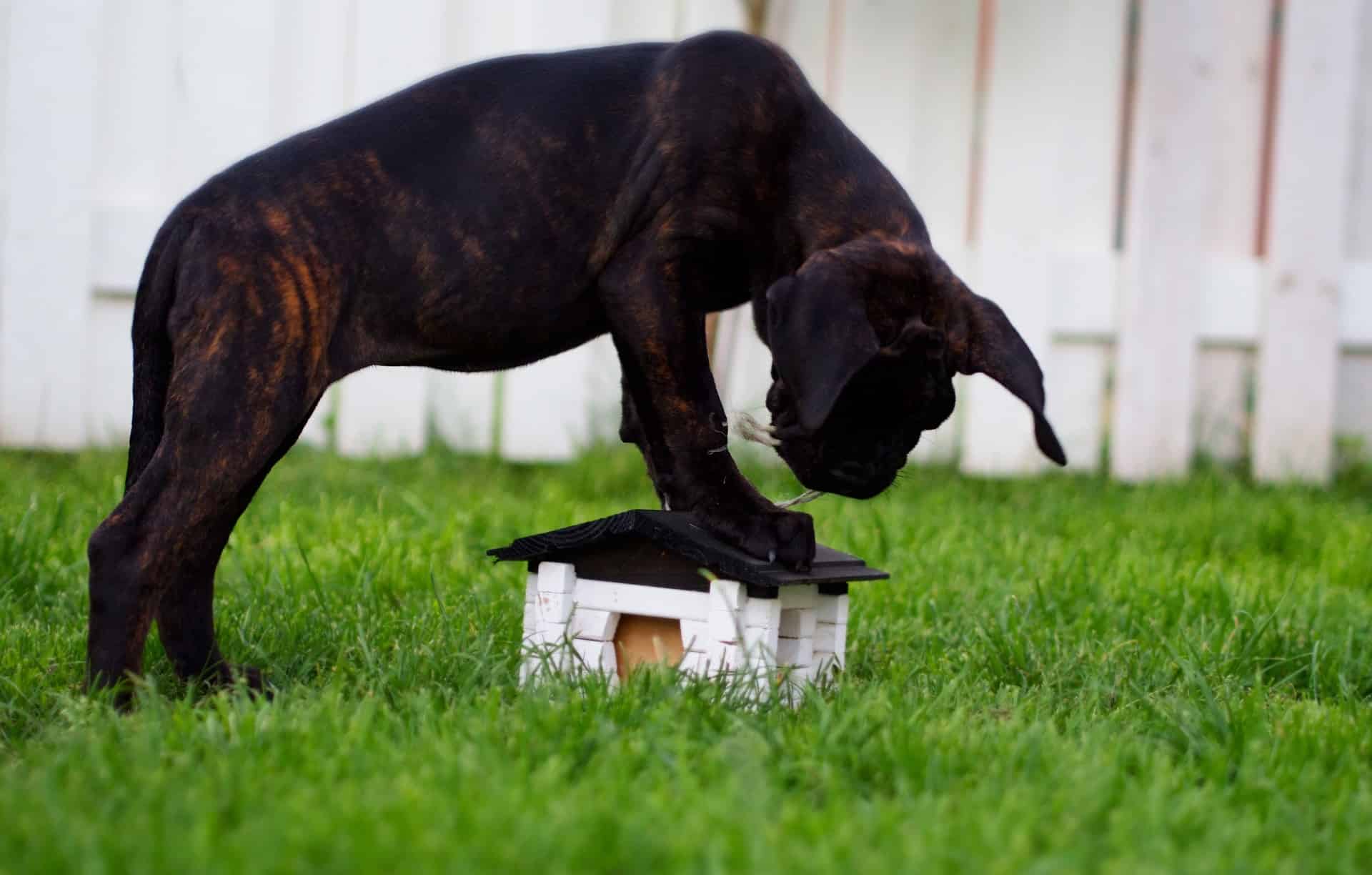 Meeting Your Cane Corso's Nutritional Needs