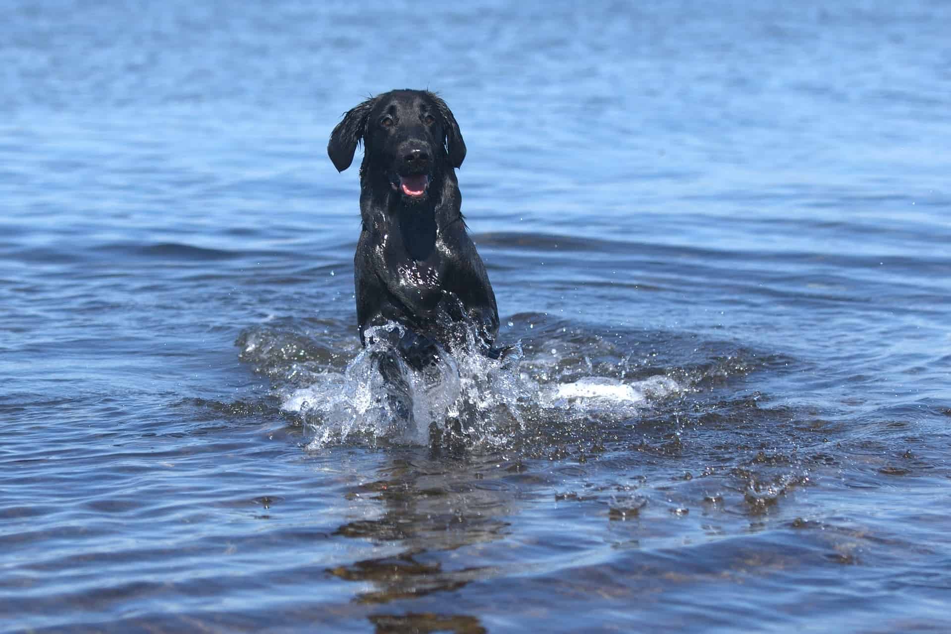 Meeting Your Flat-Coated Retriever's Nutritional Needs