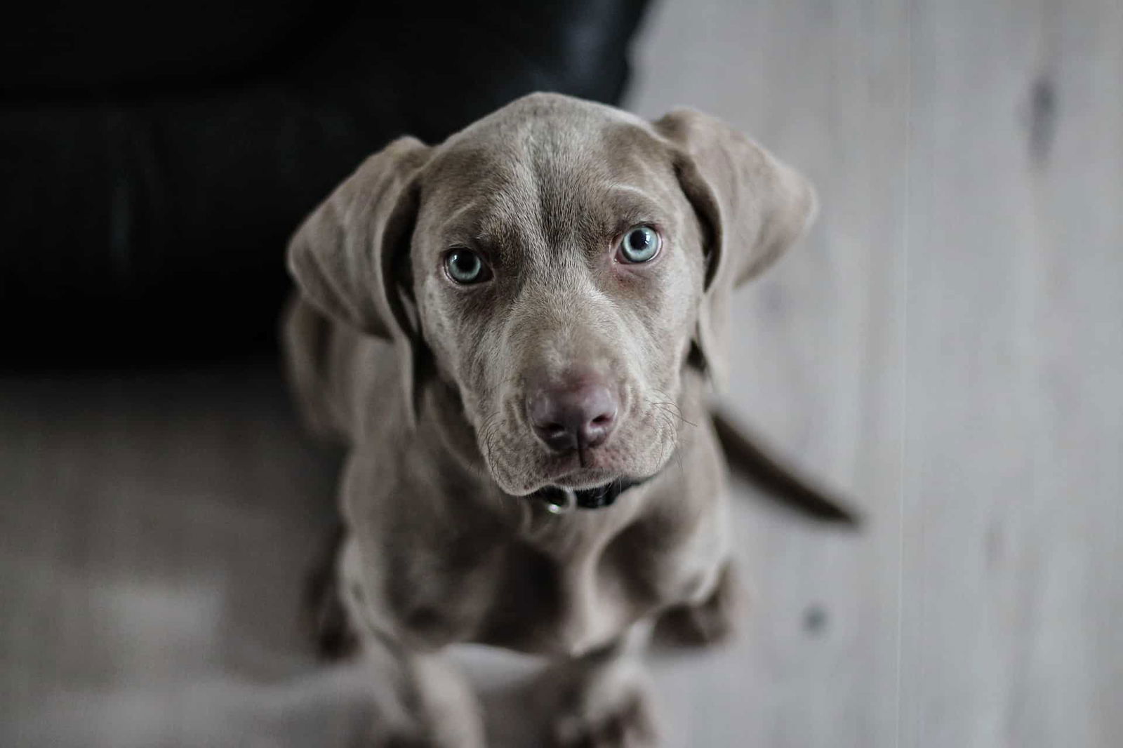 Adorable gray puppy with striking blue eyes, sitting on a gray floor inside the house.