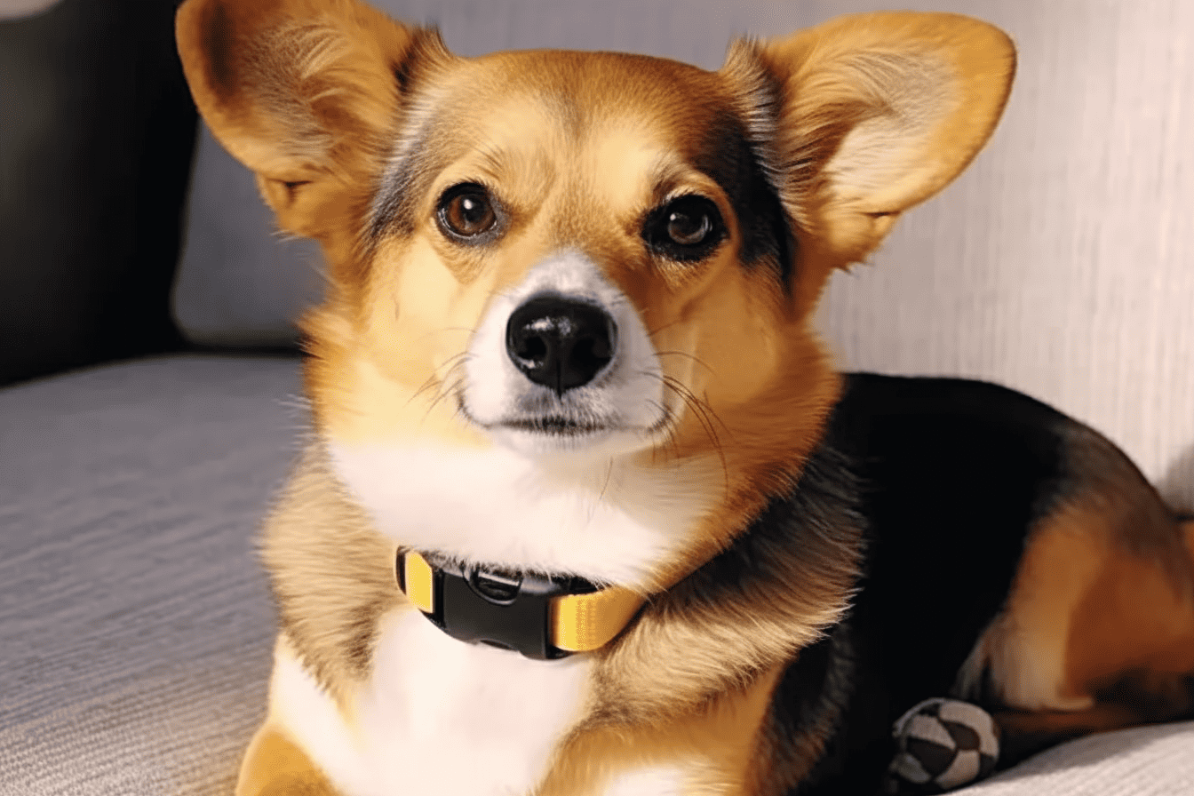 Meeting the Dietary Needs of a Dorgi