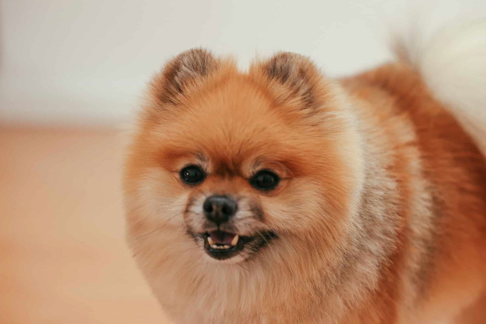 Pomeranian photo 3