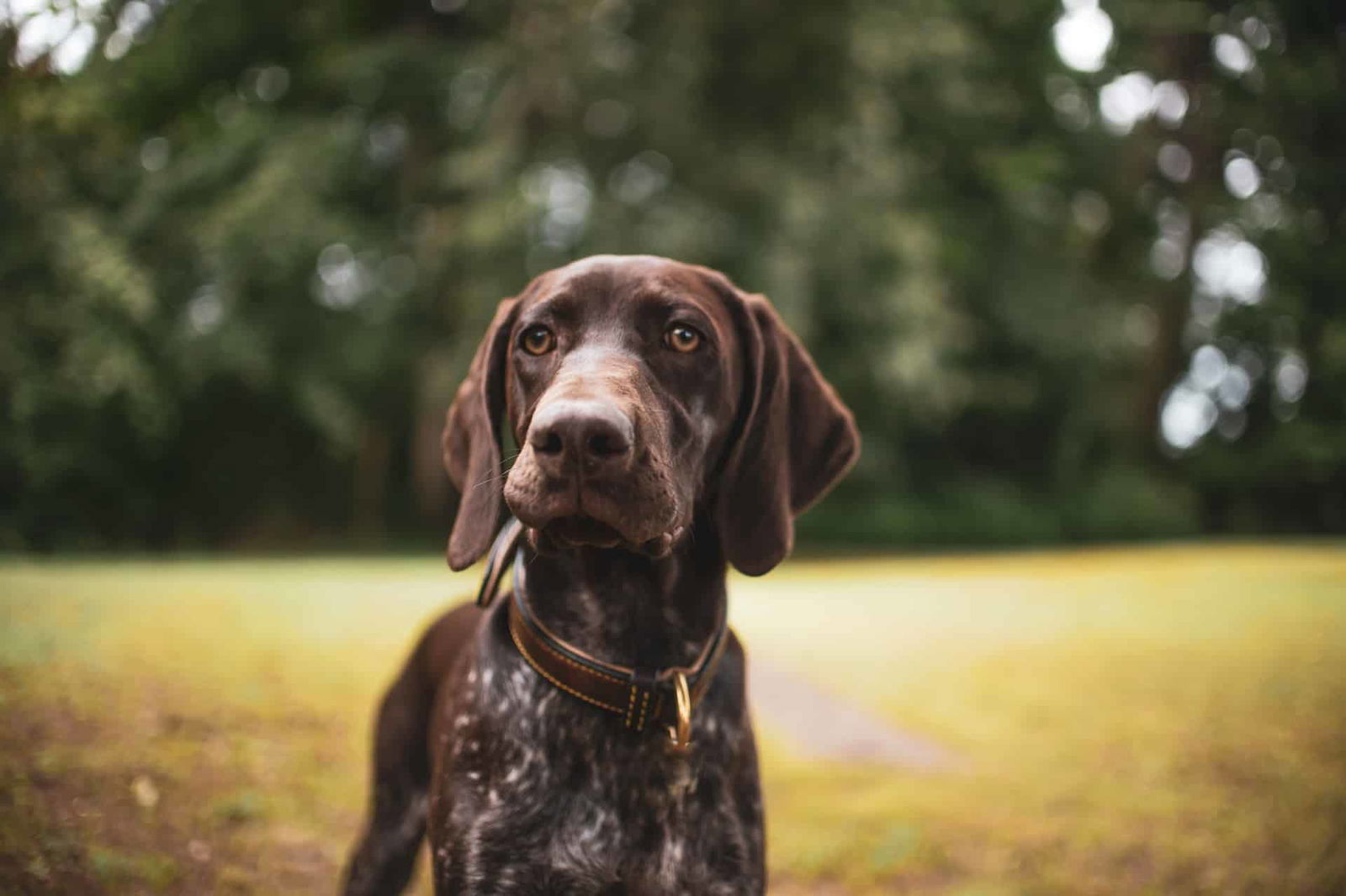 Nutritional Needs of a German Shorthaired Pointer