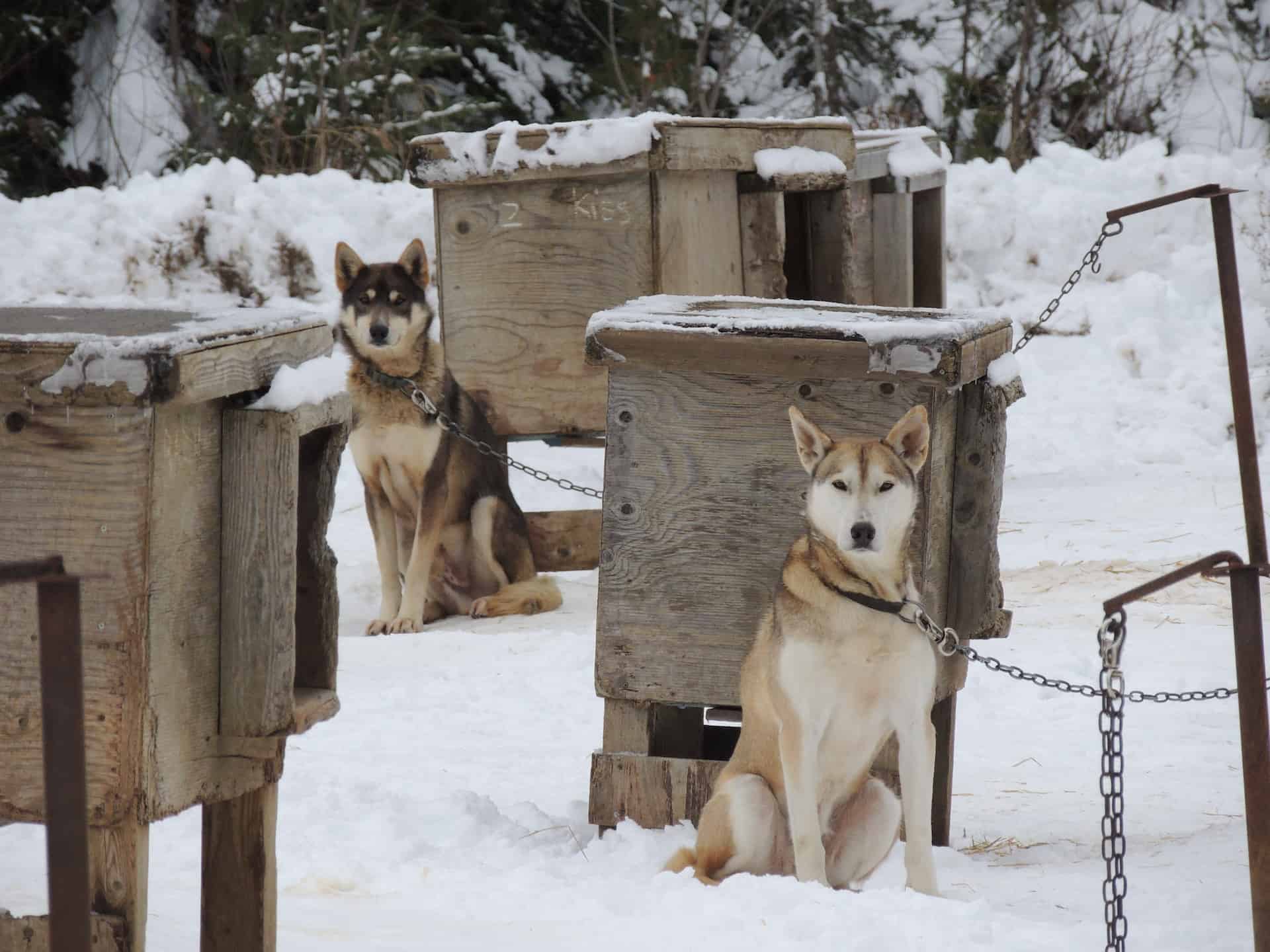 One More Insight into the World of Alaskan Huskies
