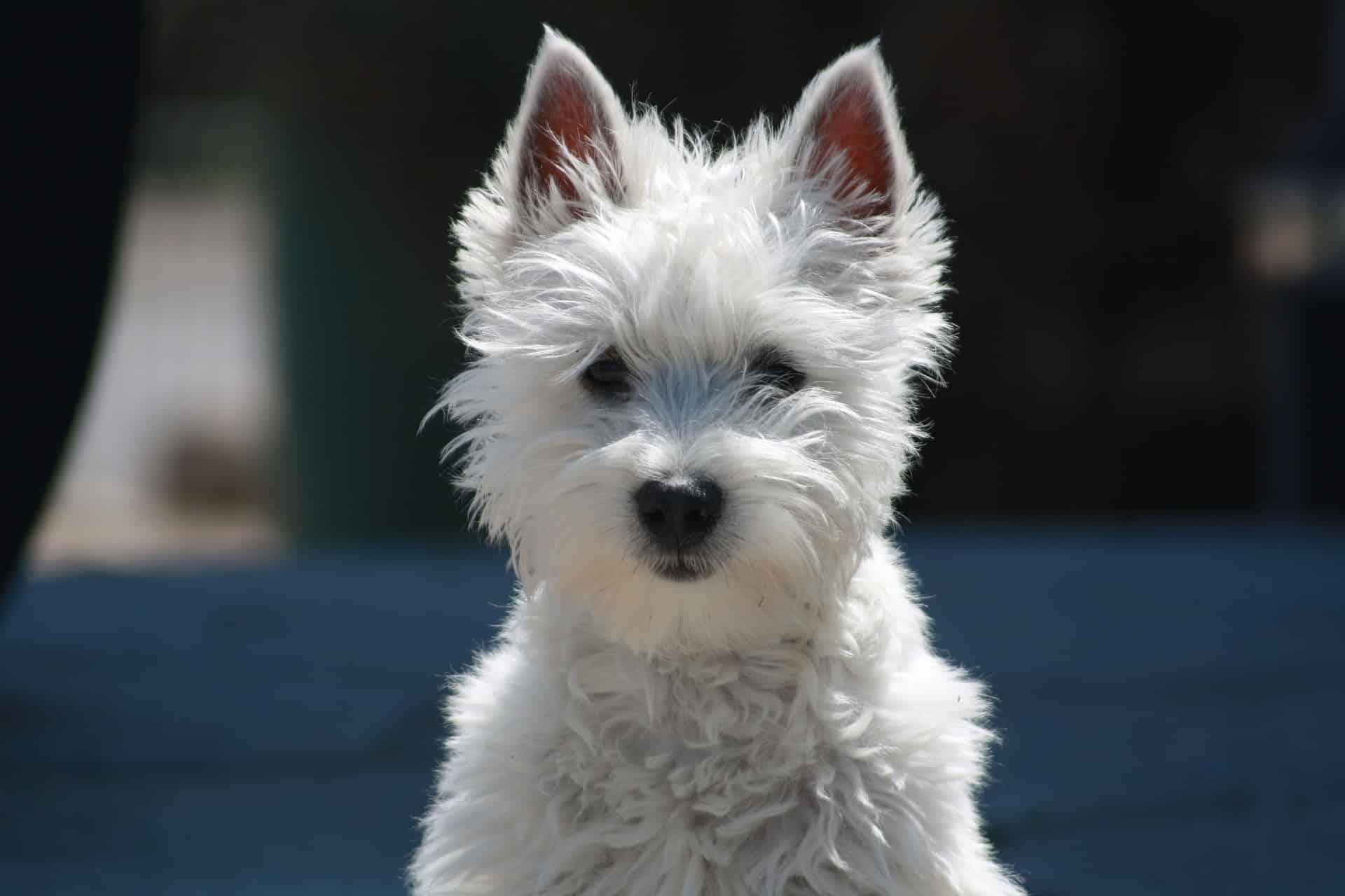 West Highland White Terrier photo 2