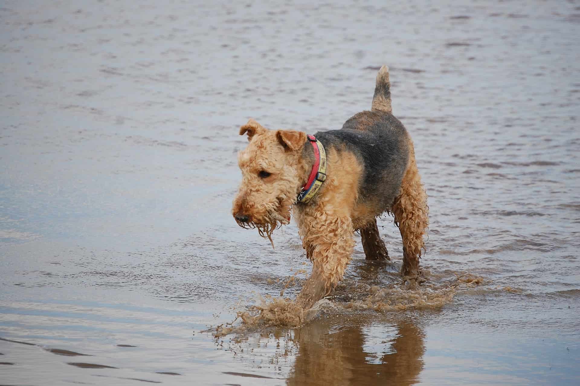 Dog in shallow water at the beach, enjoying outdoor aquatic activity.