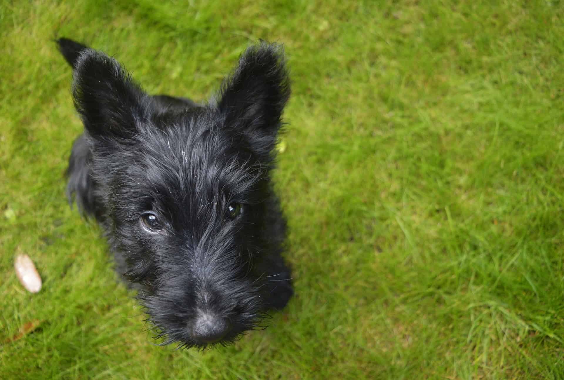 Adorable black puppy sitting on lush green grass, looking up with curious eyes. Perfect for pet care and dog training content.