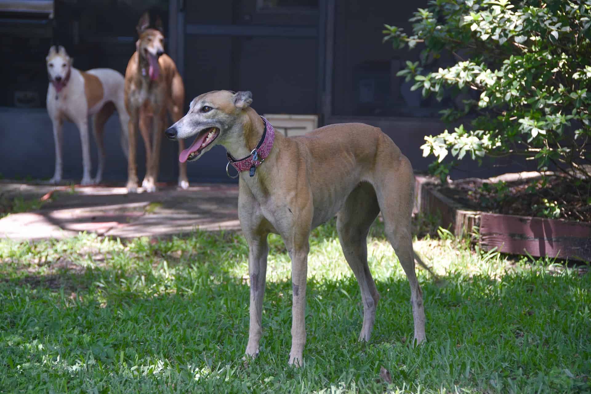 Physical Activity Needs for Greyhounds