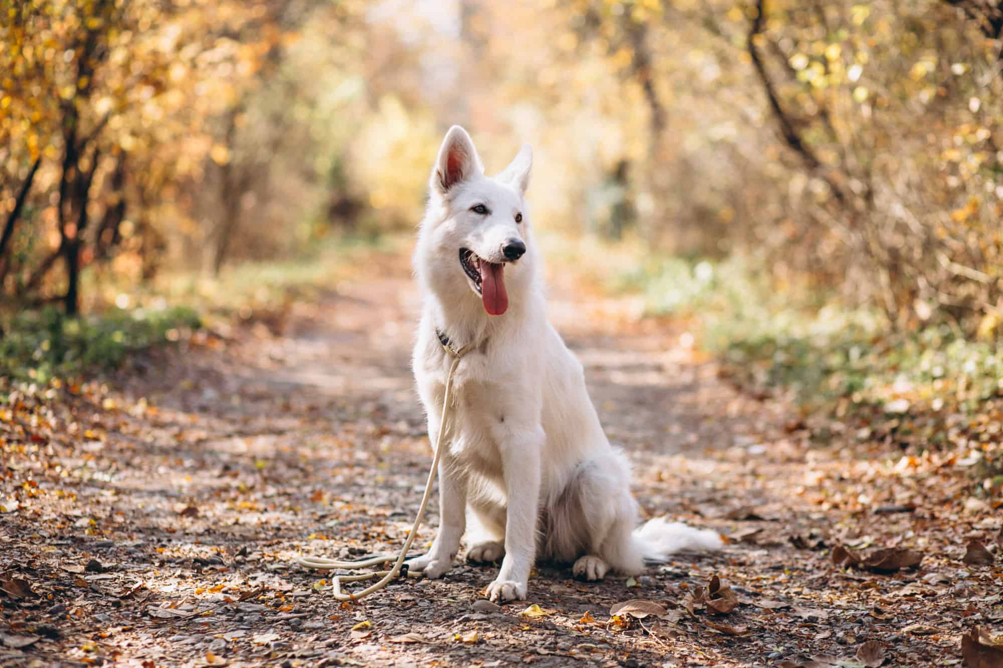 Physical Activity Recommendations for American White Shepherds