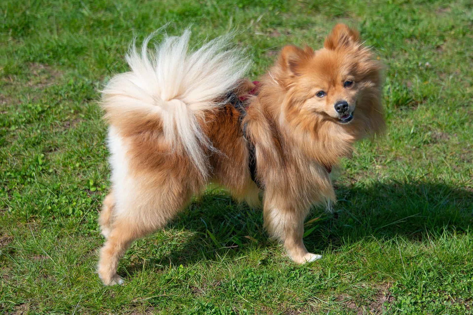 Adorable Pomeranian on grass, showcasing fluffy coat and energetic personality.