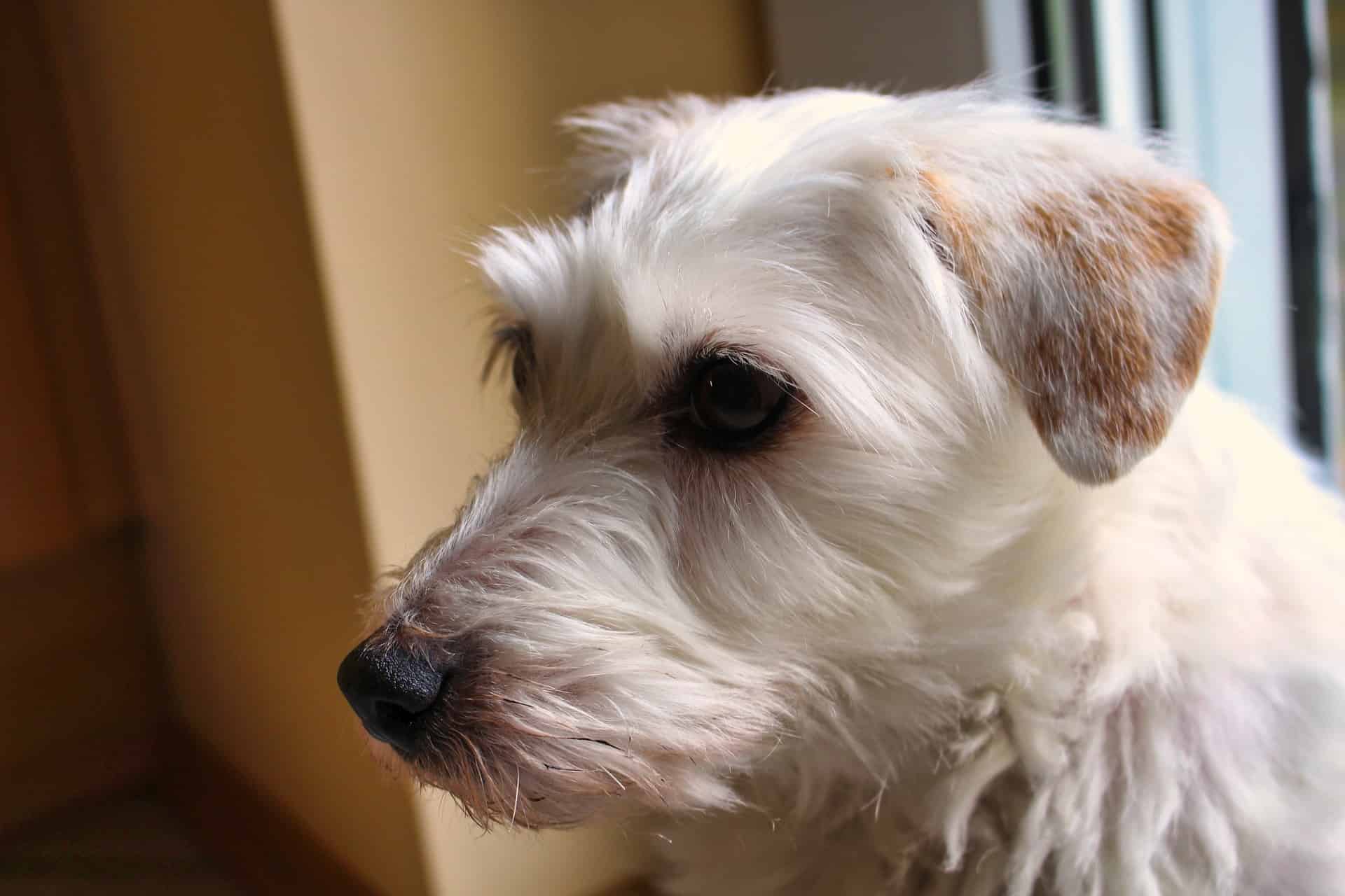 Proper Grooming Practices for Jack Russell Terriers