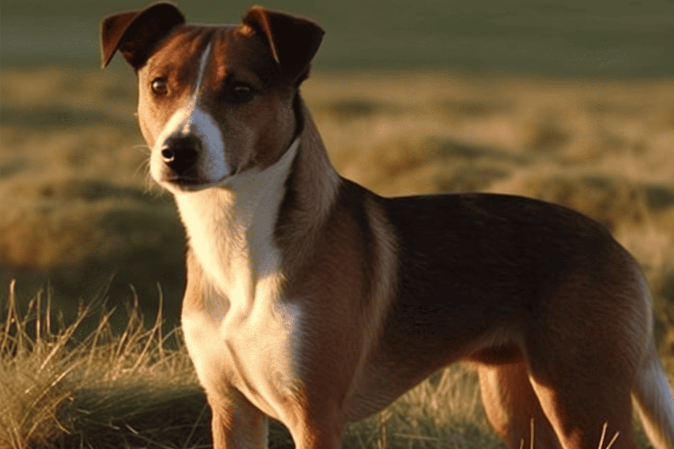 Dog sitting calmly in a grassy field at sunset.