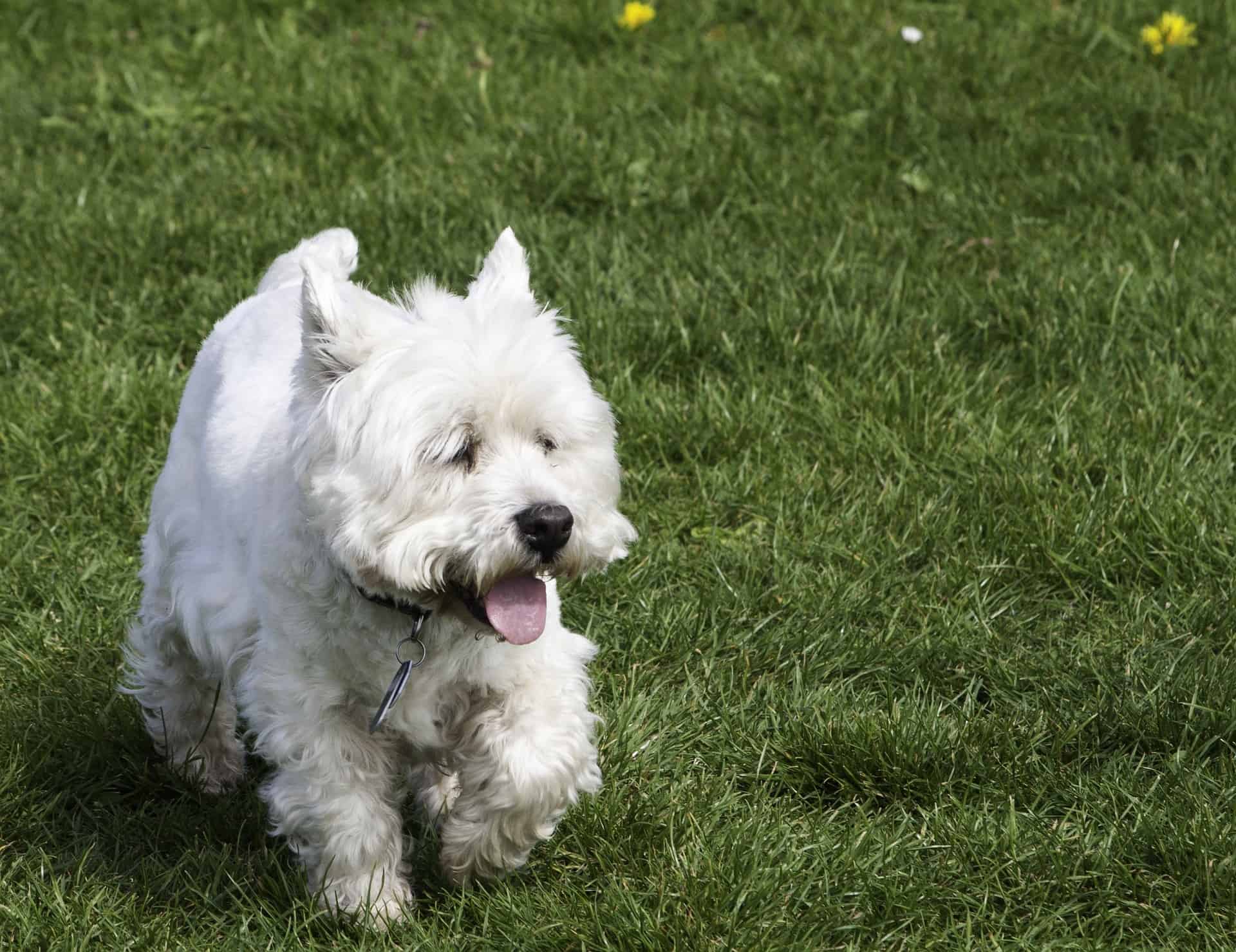 Proper Grooming Techniques for West Highland White Terriers
