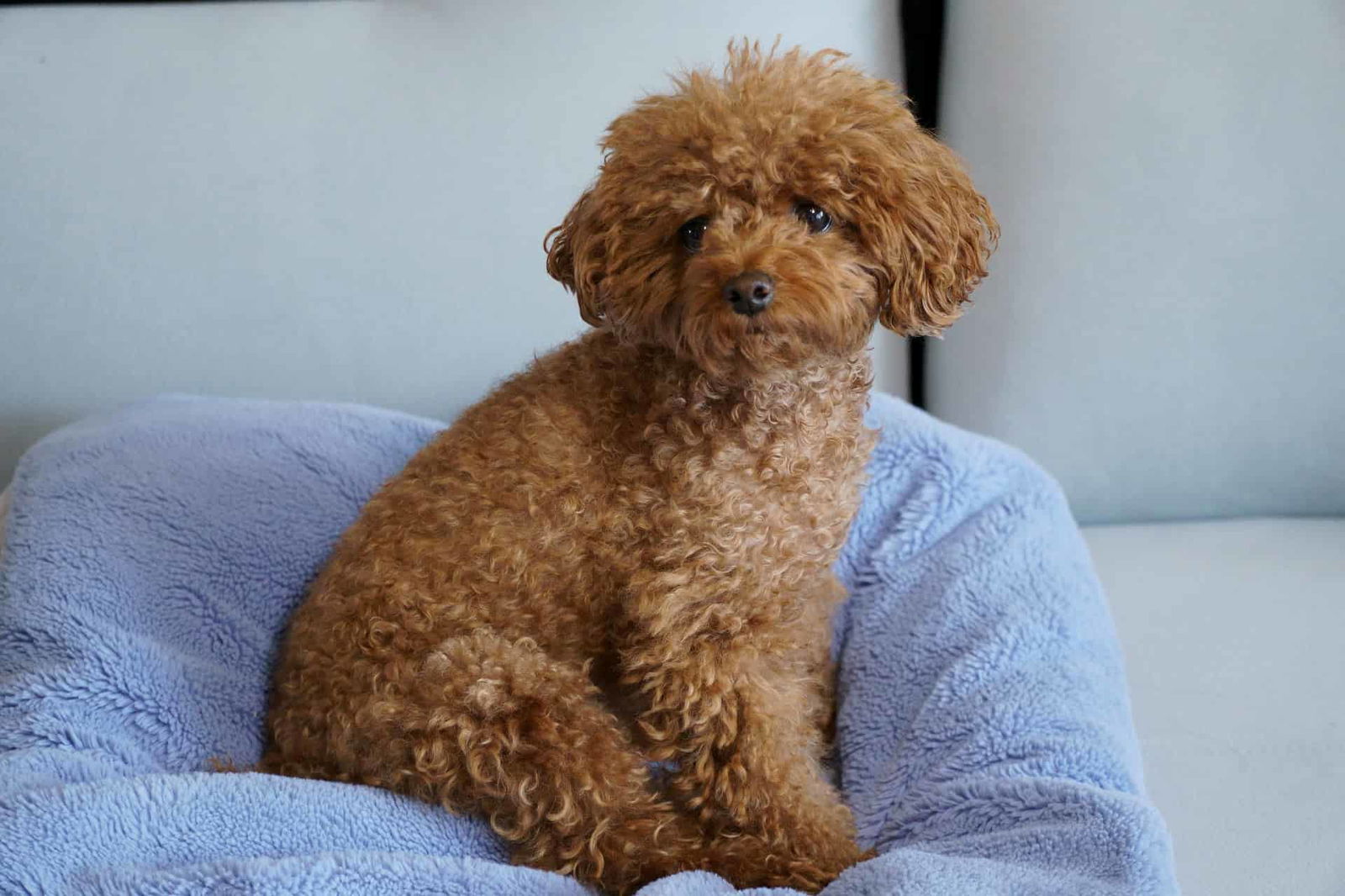 Adorable brown Poodle puppy sitting on a soft blue blanket, looking at the camera with curiosity and charm.