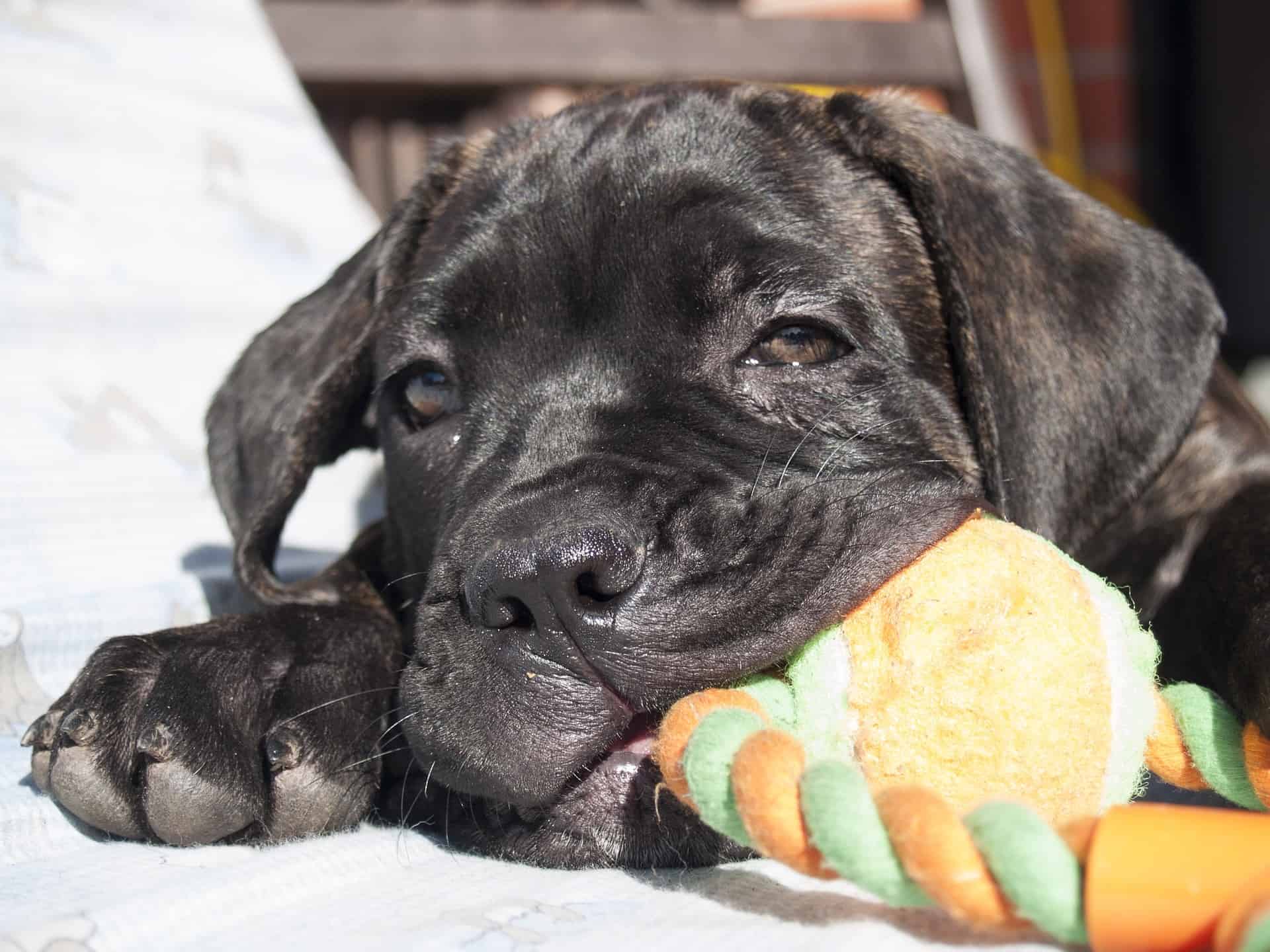 Selecting Your Cane Corso Puppy Important Details to Look Out For