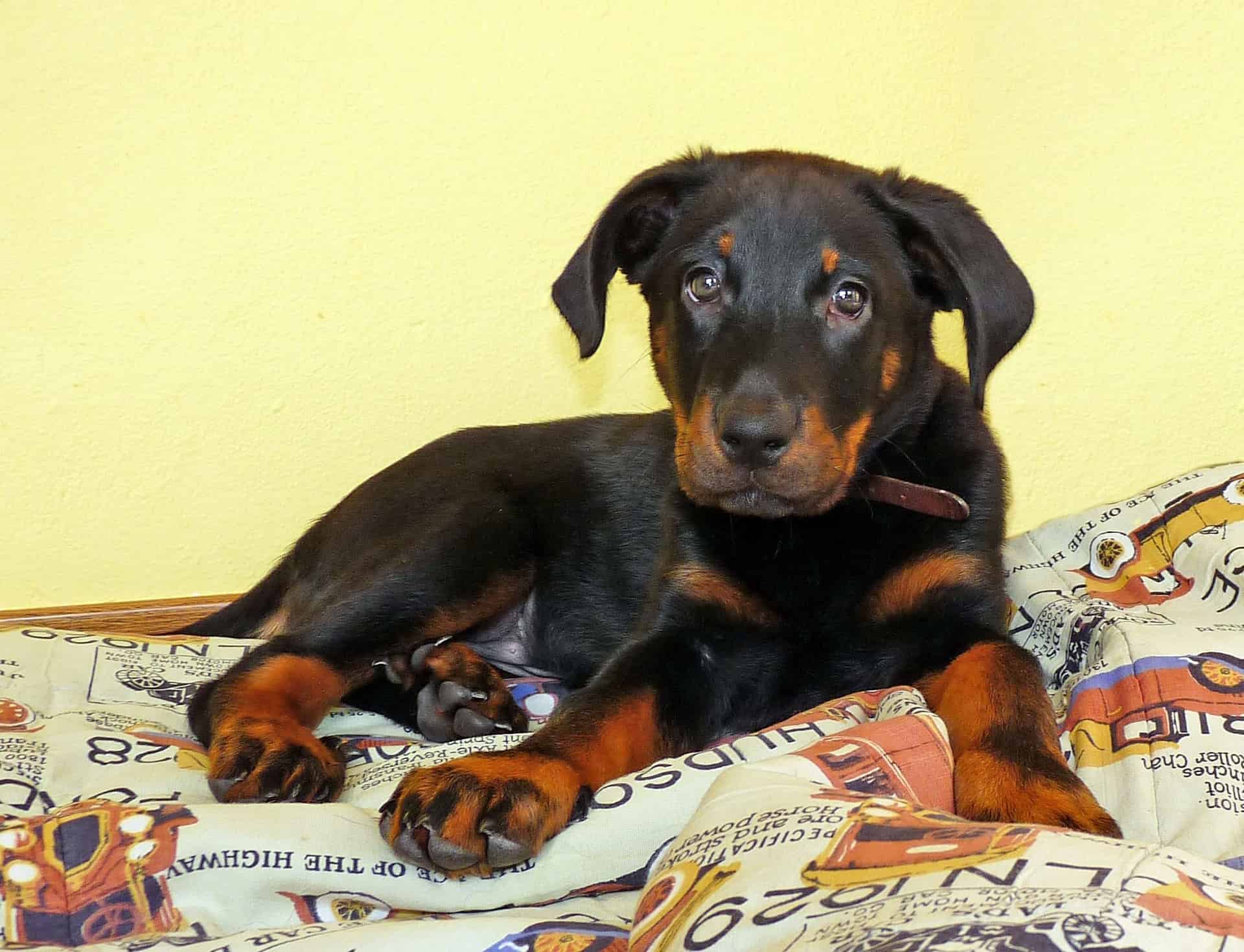 Selecting a Beauceron Puppy What to Consider