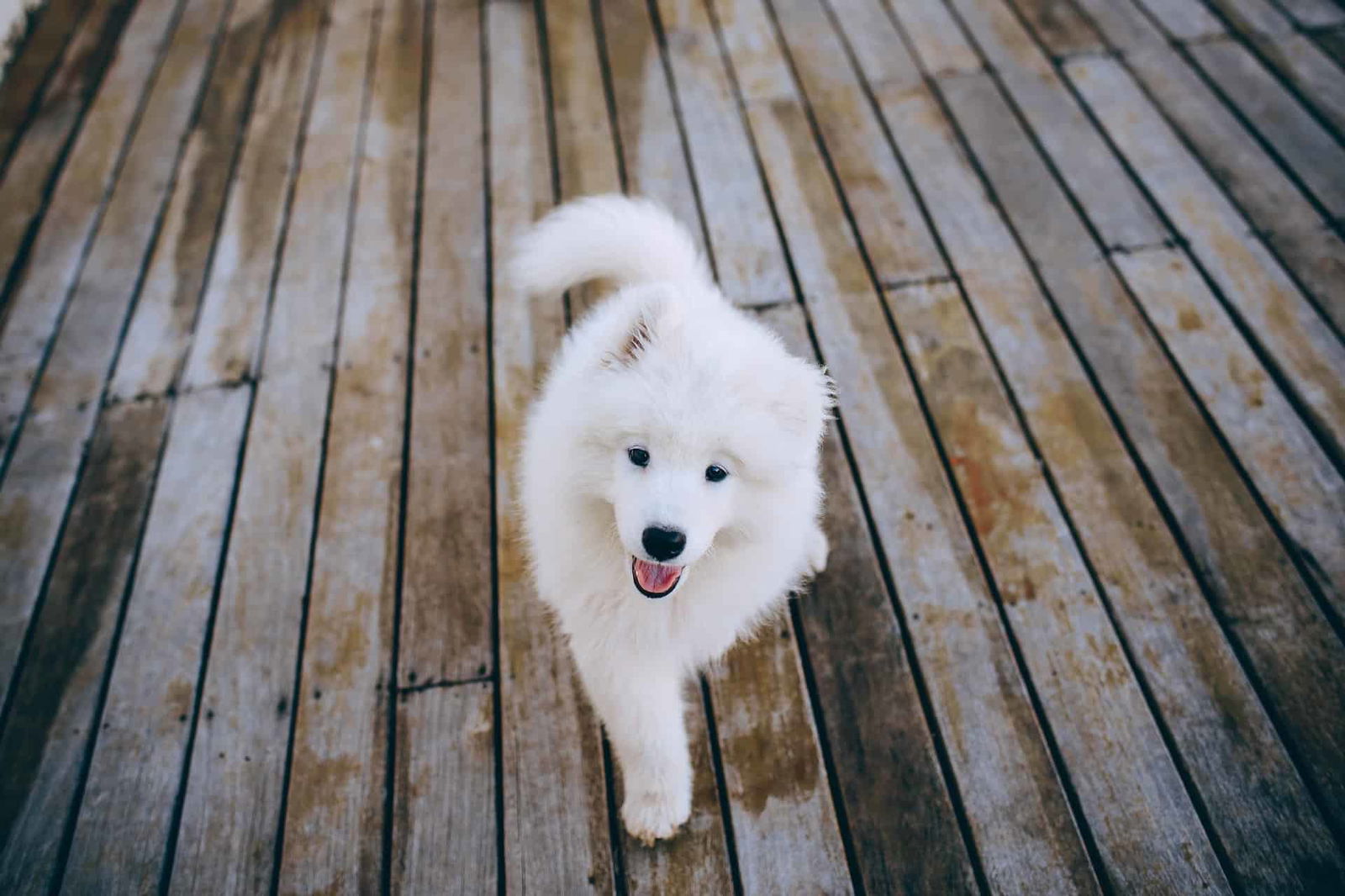 Selecting a Samoyed Puppy: Key Considerations