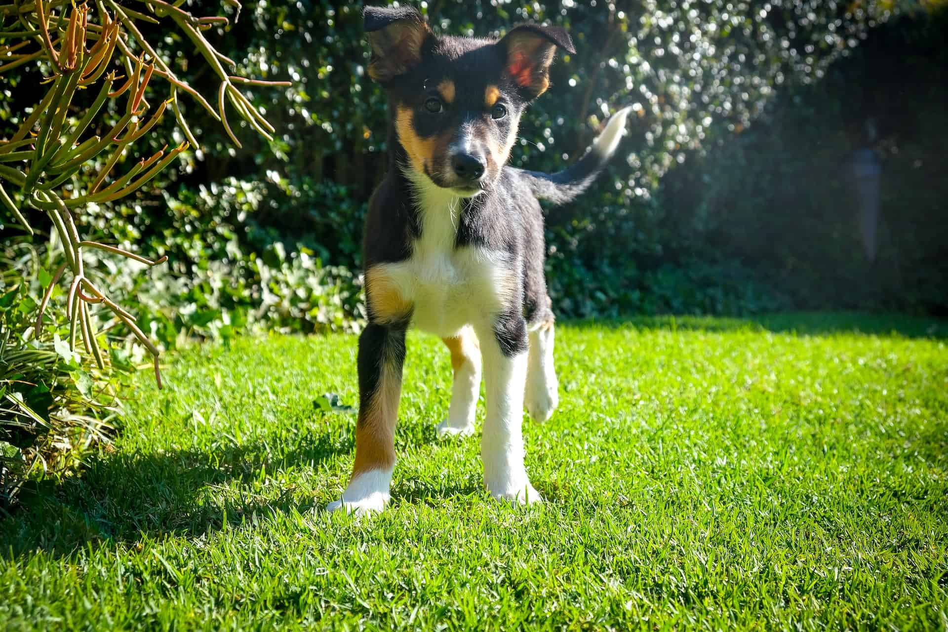 Selecting an Australian Kelpie Puppy Factors to Consider