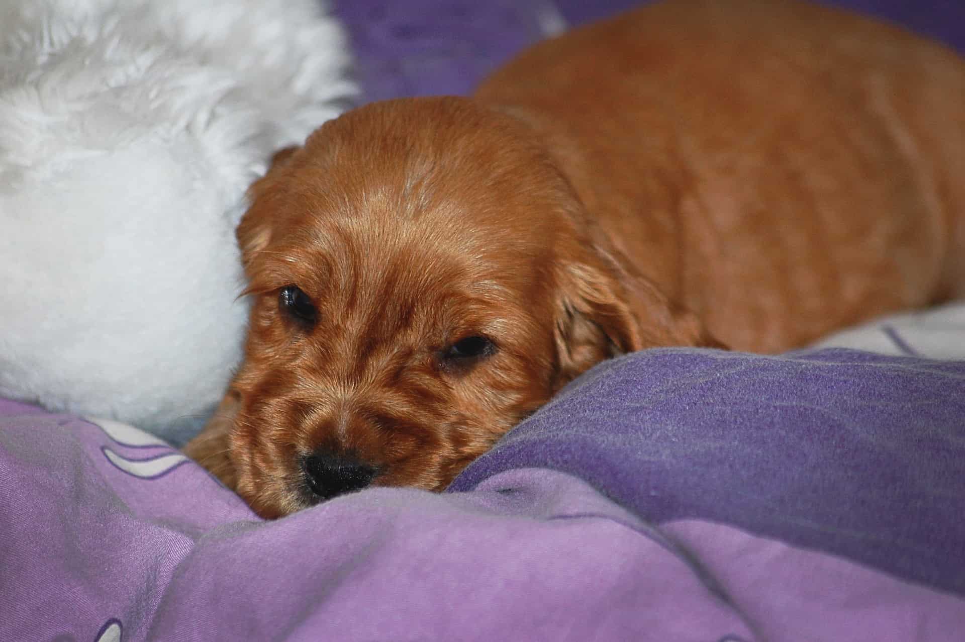 Selecting the Perfect English Cocker Spaniel Puppy What to Watch For