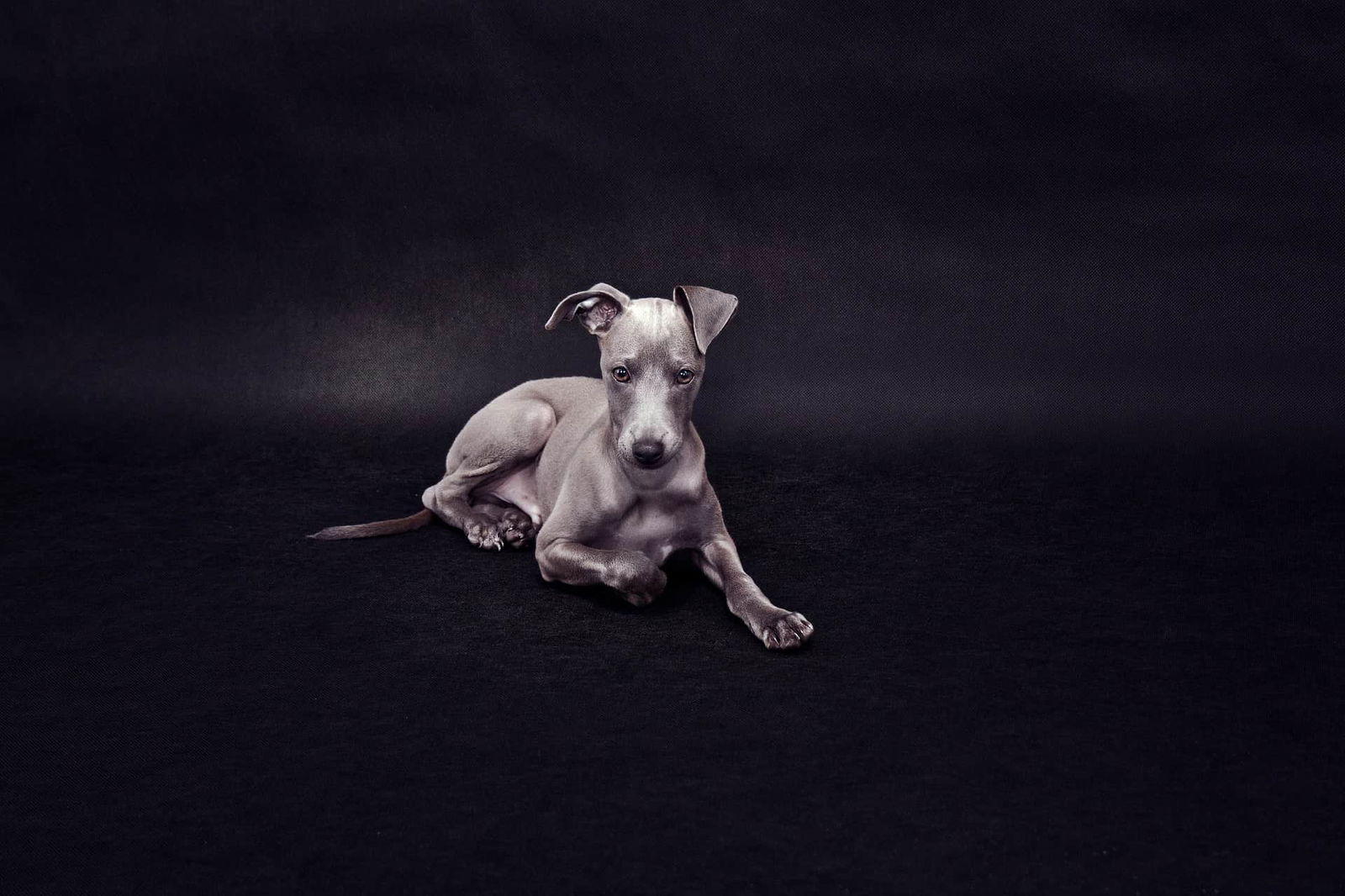 Italian Greyhound photo 3