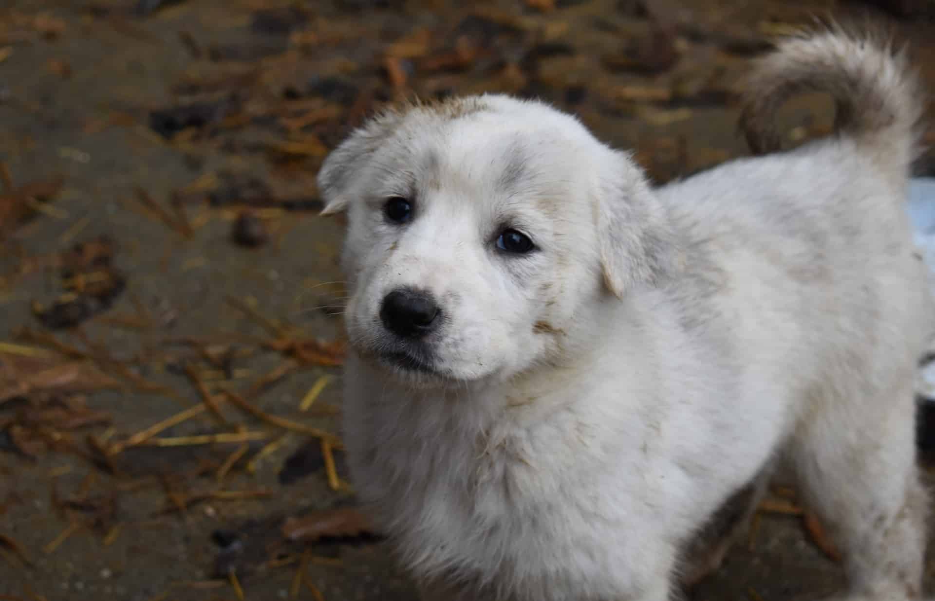 Cute white puppy with blue eyes outdoors, ideal for dog rescue and adoption.
