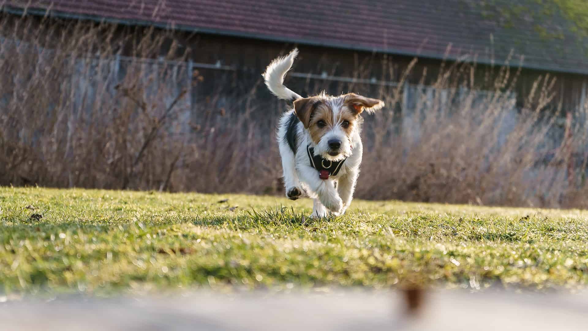 Adorable Jack Russell puppy enjoying a run in the grass outdoors.