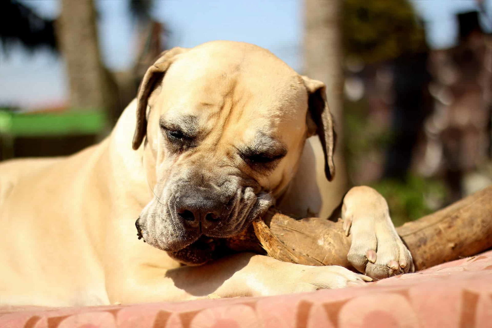 Surprising Fact #3 Concerning the Boerboel Breed