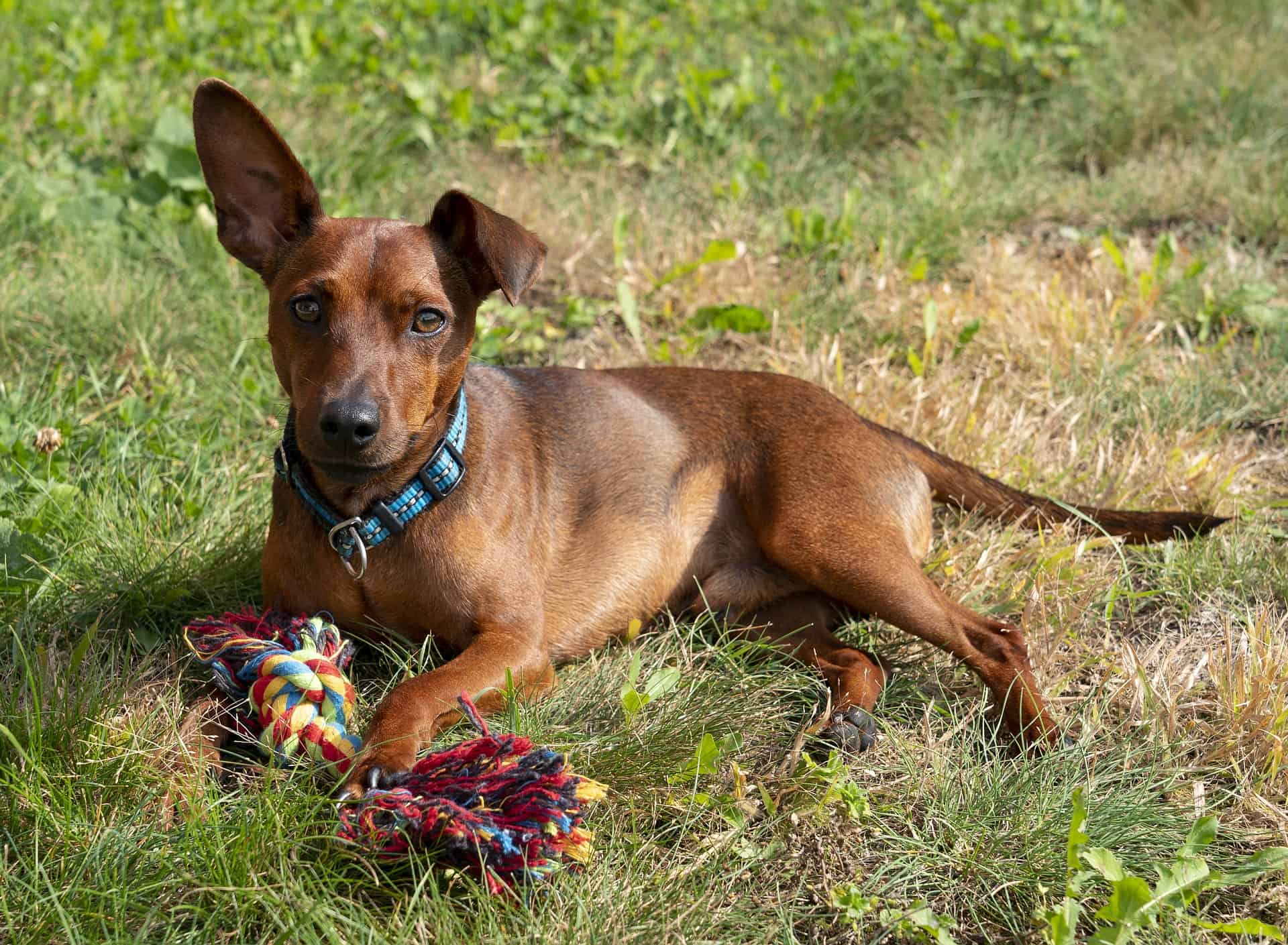 Miniature Pinscher photo 3