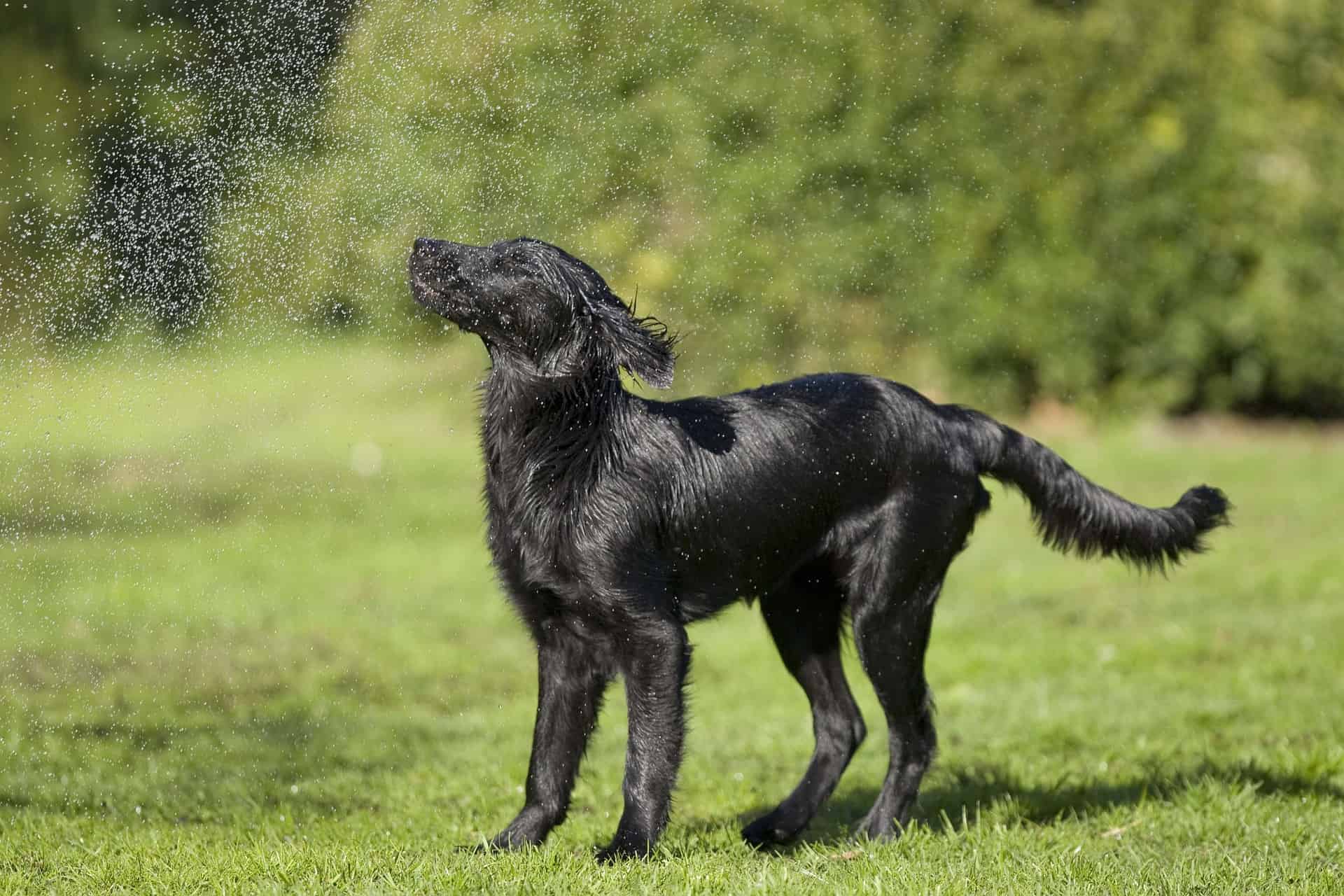 The Exercise Requirements for a Happy and Healthy Flat-Coated Retriever