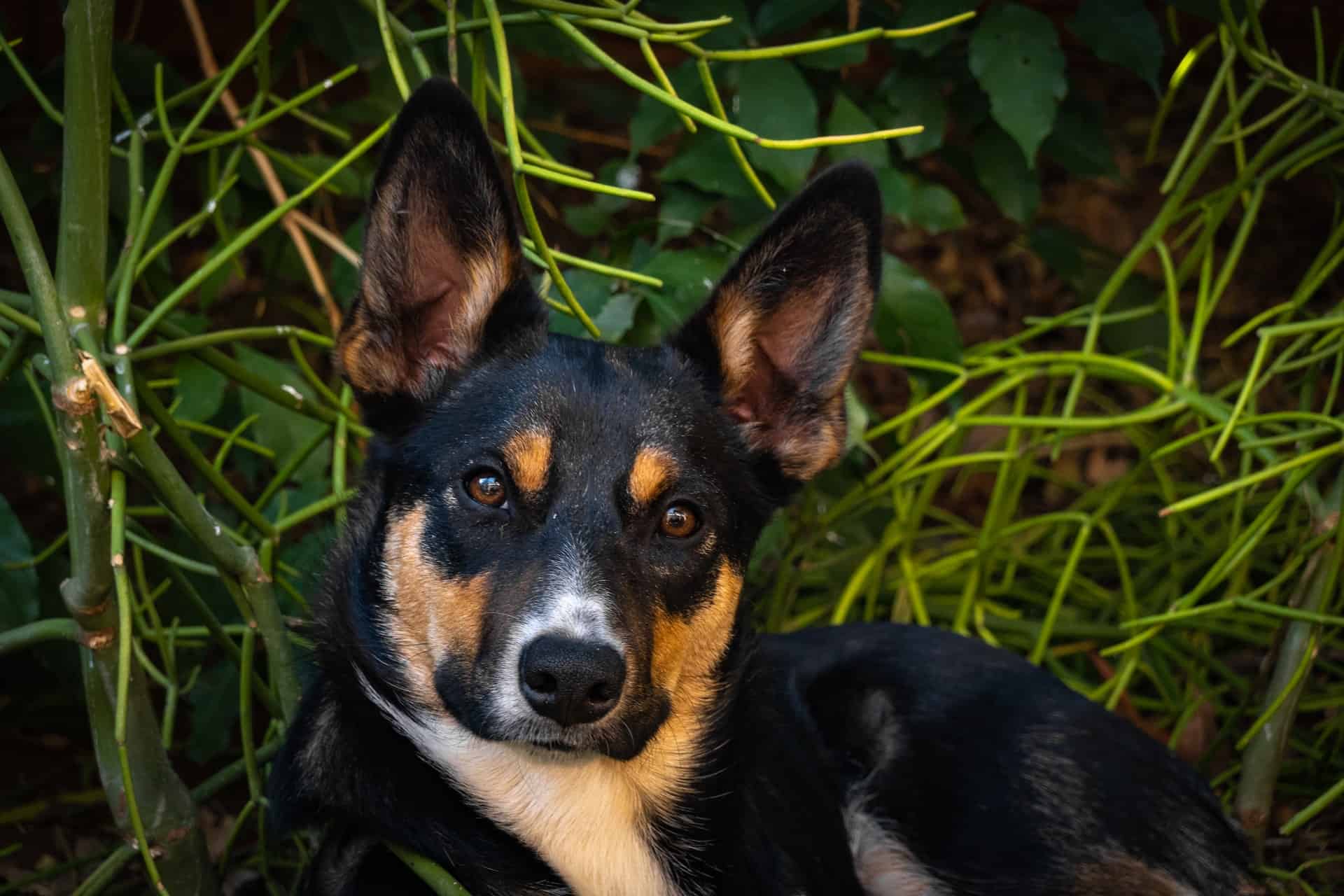 The Personality and Intellect of Australian Kelpies