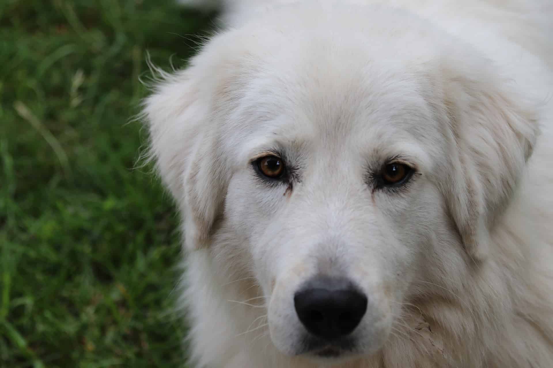 The Personality and Intellect of a Maremma Sheepdog