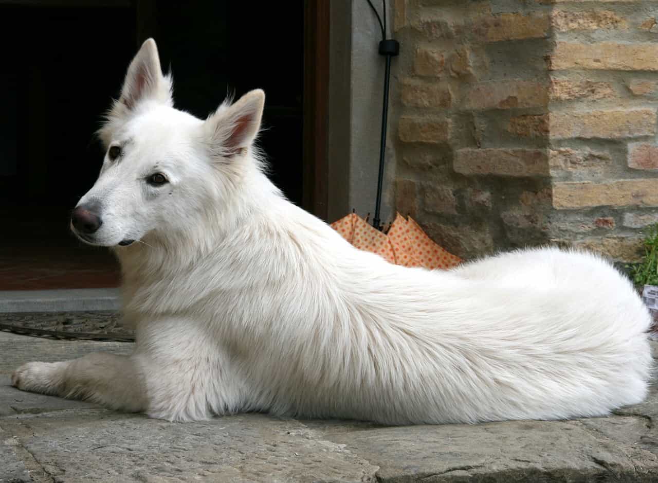 The Personality and Intelligence of American White Shepherds