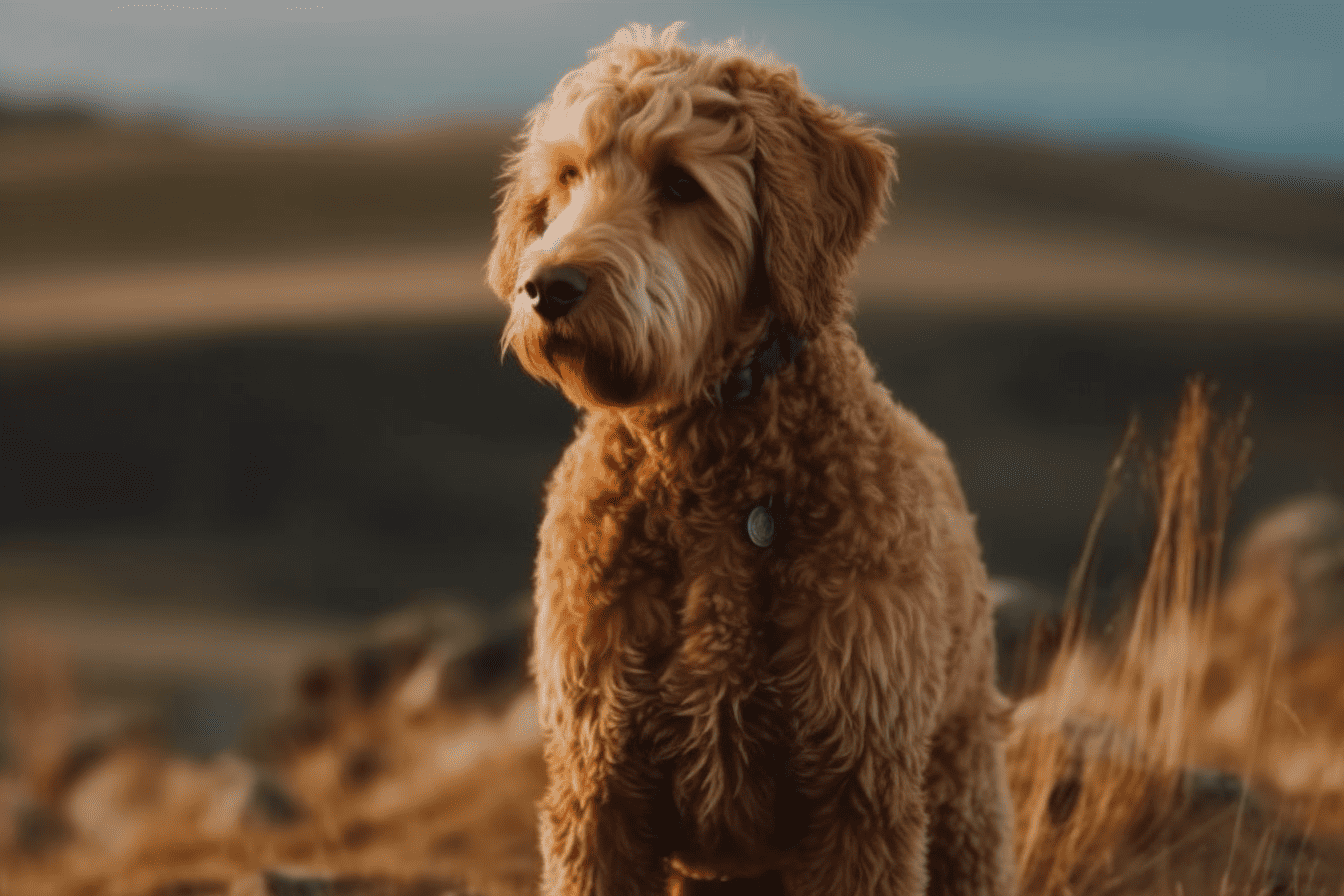 The Personality and Intelligence of Irish Doodles