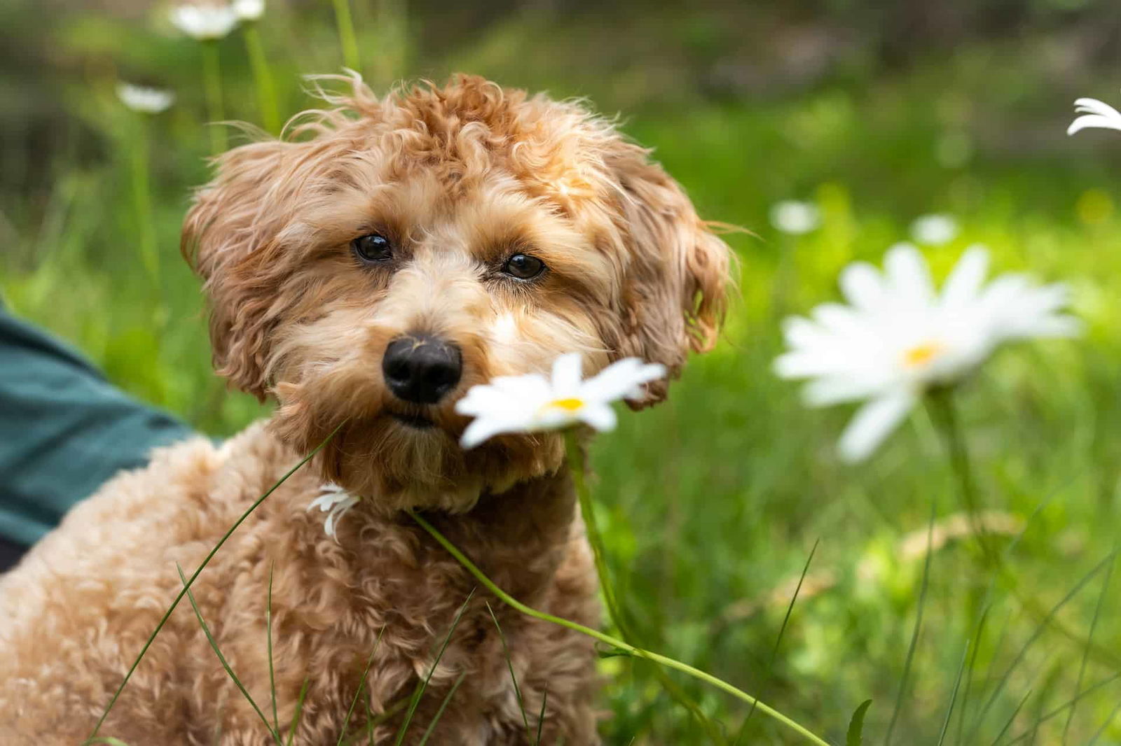Puppy with curly fur smelling a flower in grassy outdoor setting, young dog enjoying nature.