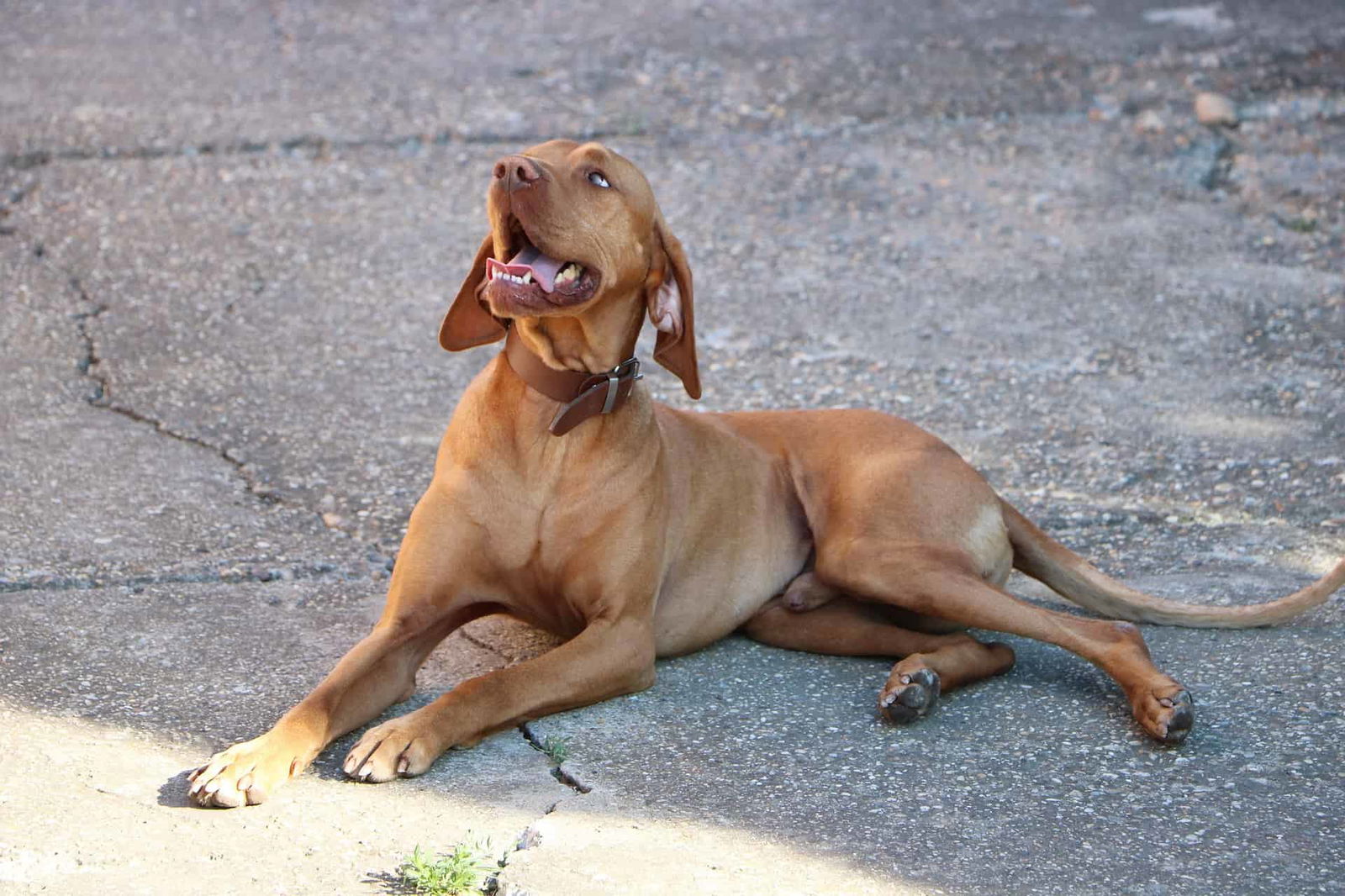 Happy brown dog lying on concrete ground with an open mouth and bright eyes.