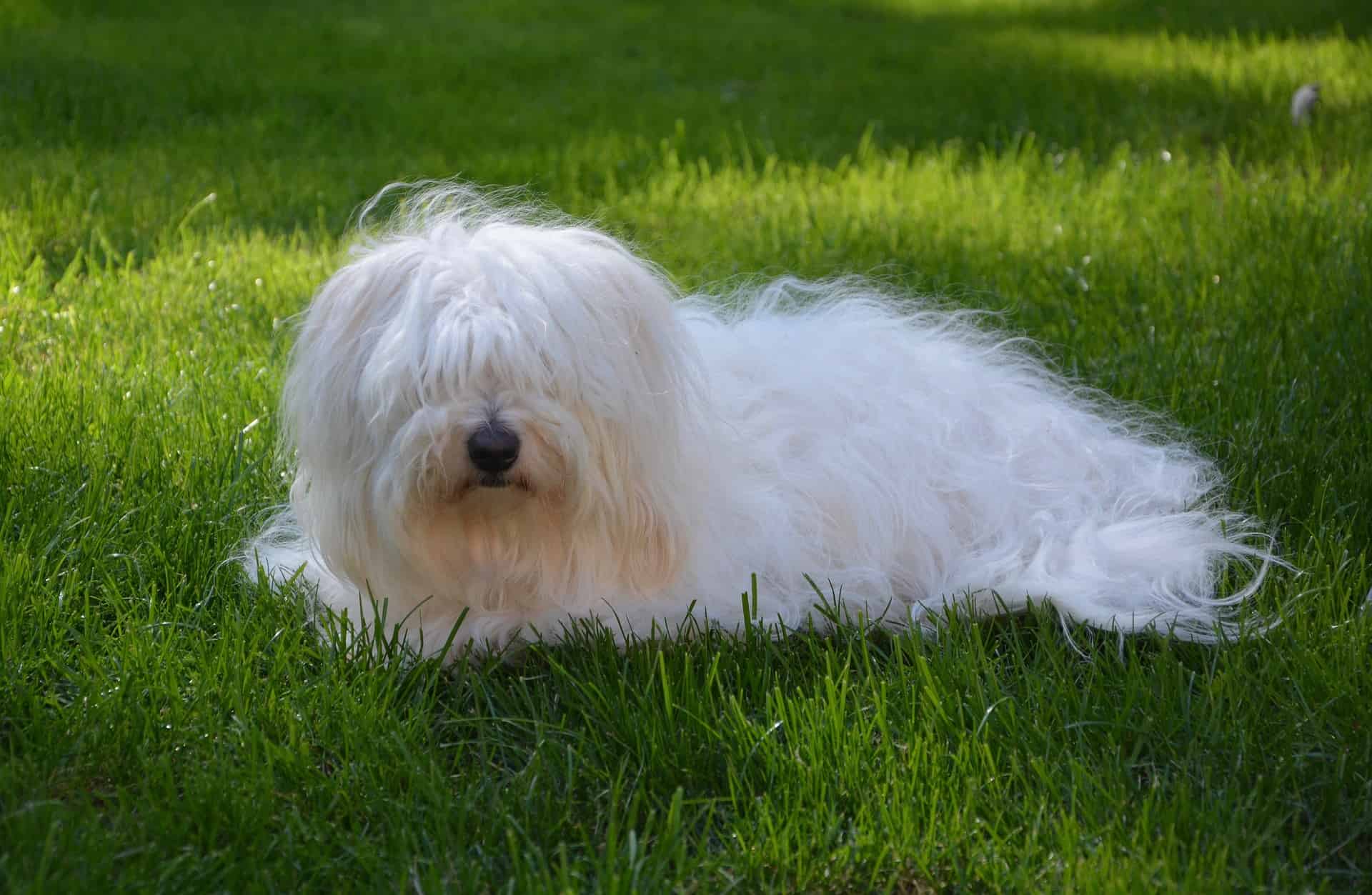 The Temperament and Intelligence of Coton de Tulear Dogs
