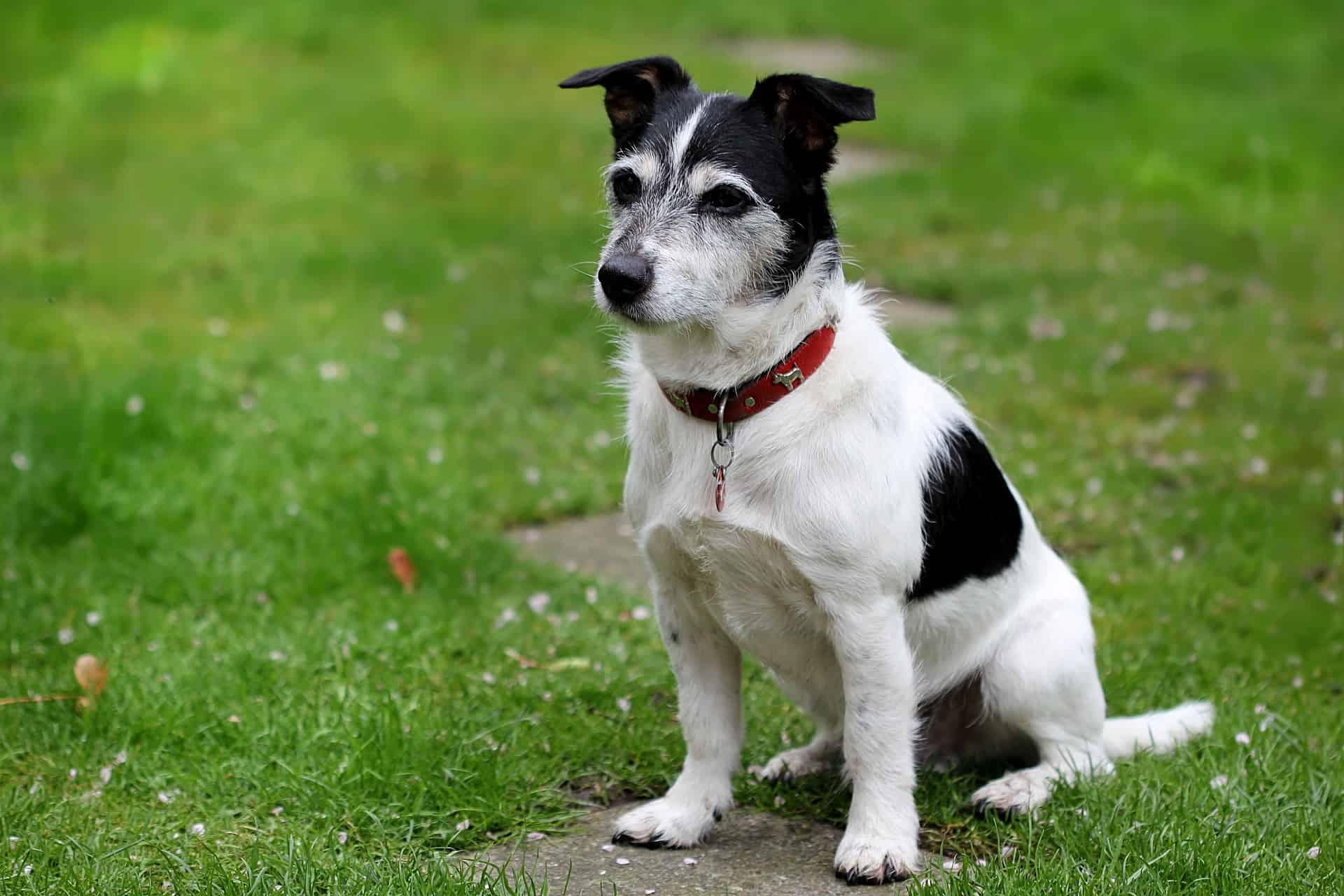 The Temperament and Intelligence of Jack Russell Terriers