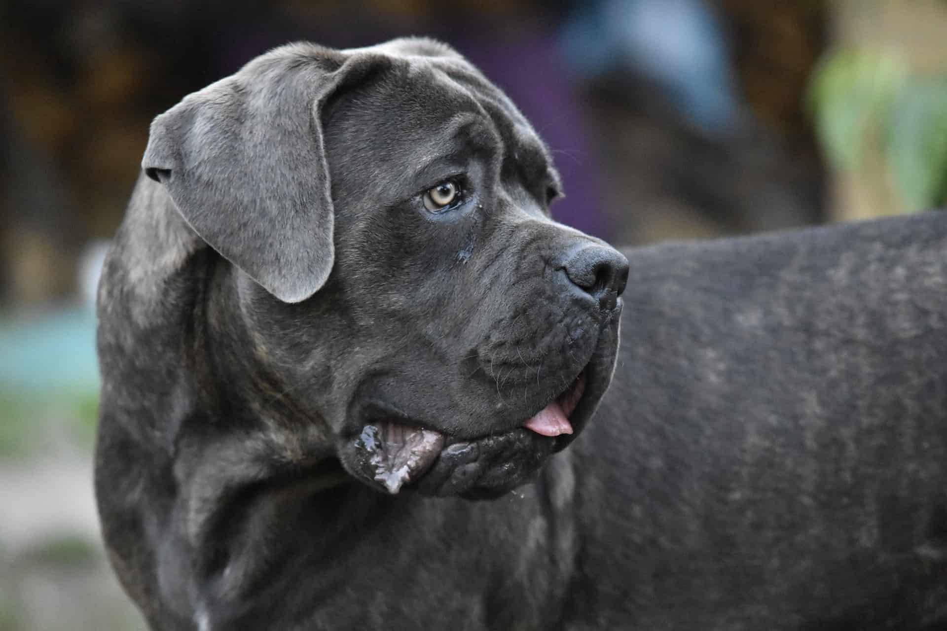 The Temperament and Intelligence of a Cane Corso