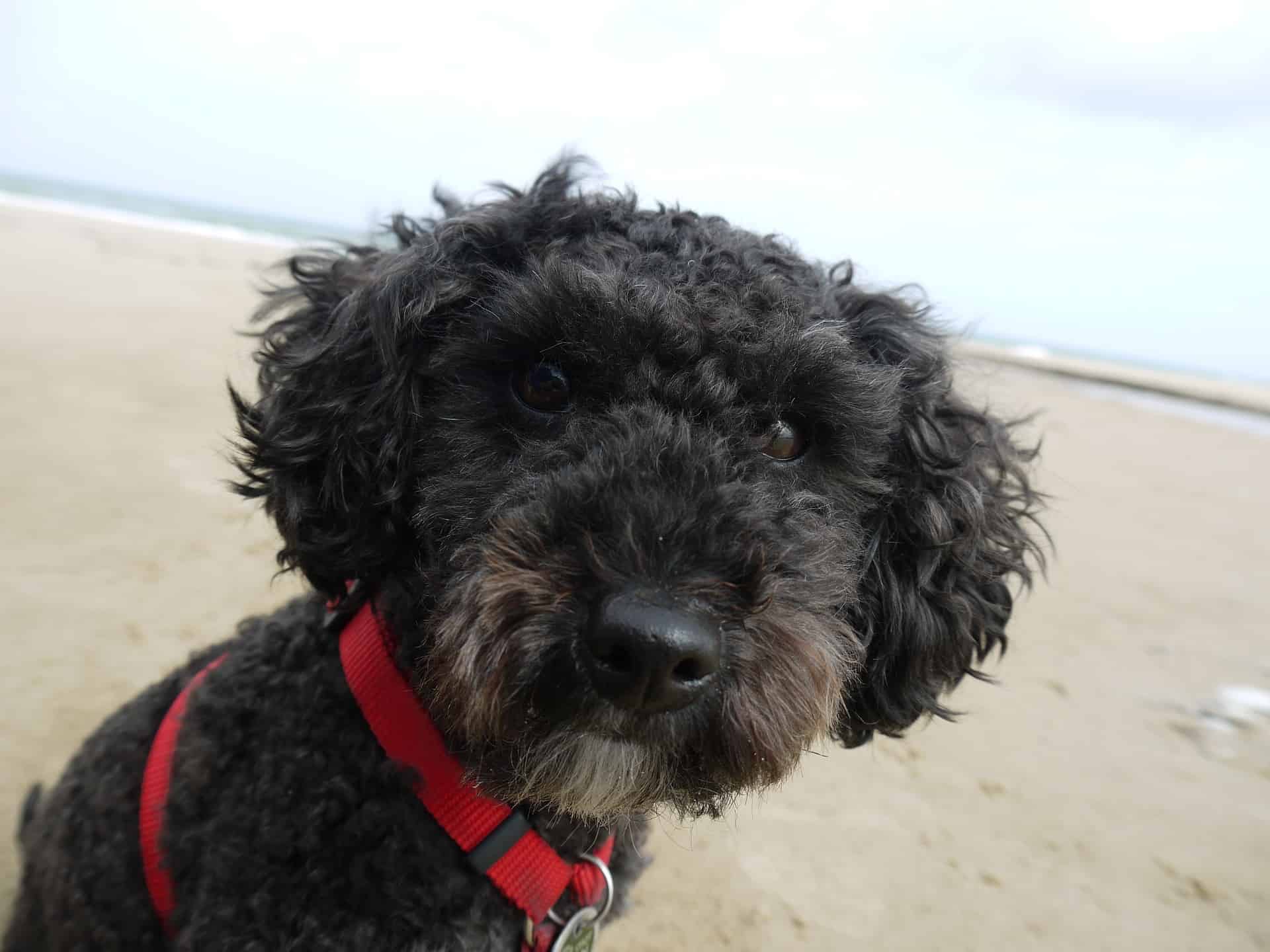 The Temperament and Intelligence of a Miniature Poodle