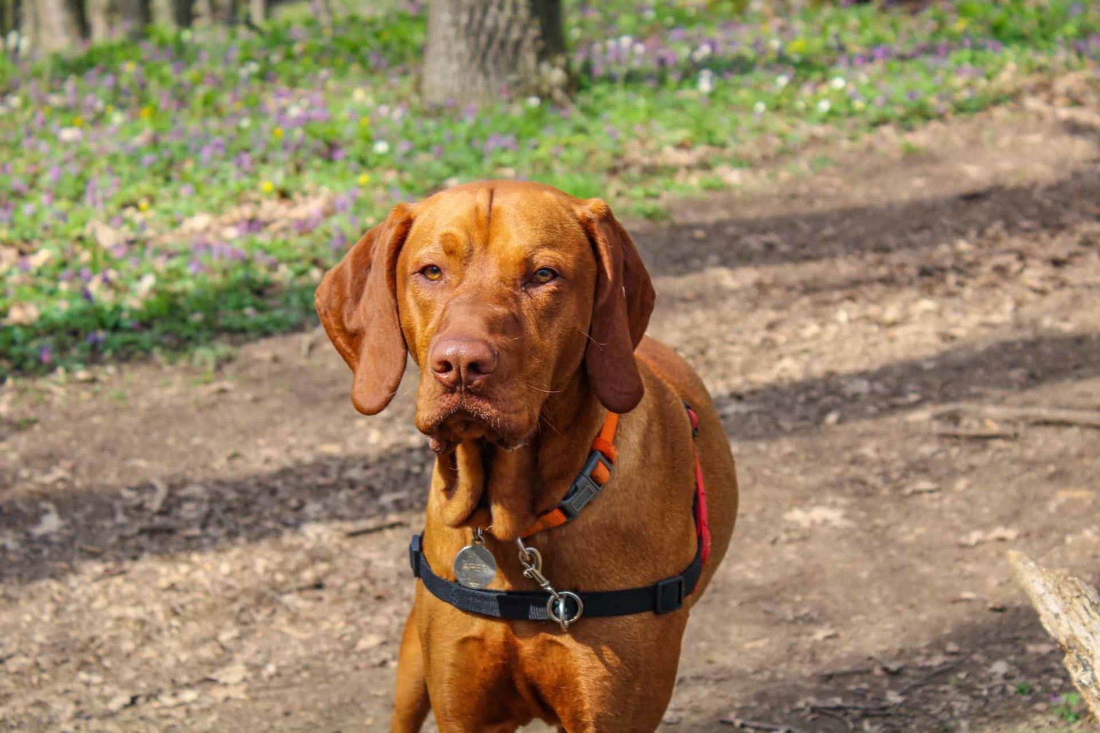 Vizsla photo 3