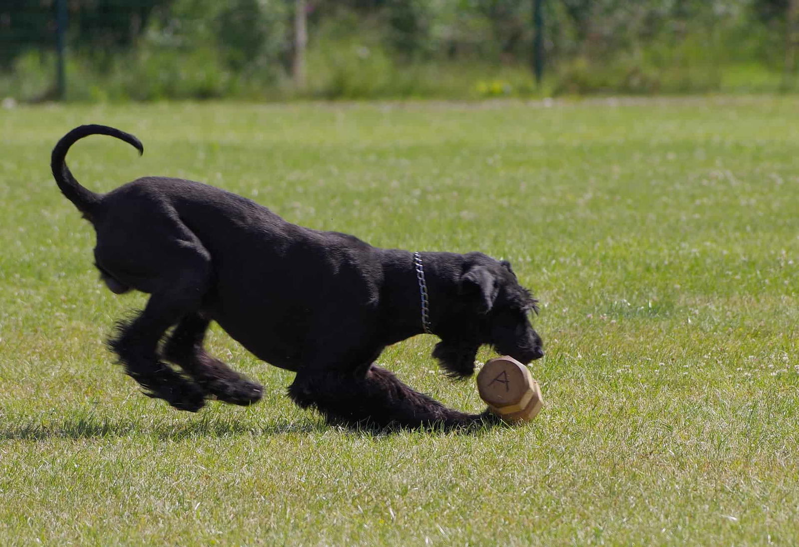 Dog playing fetch dog toy, outdoor active dog fun, pet exercise, dogs on green grass.