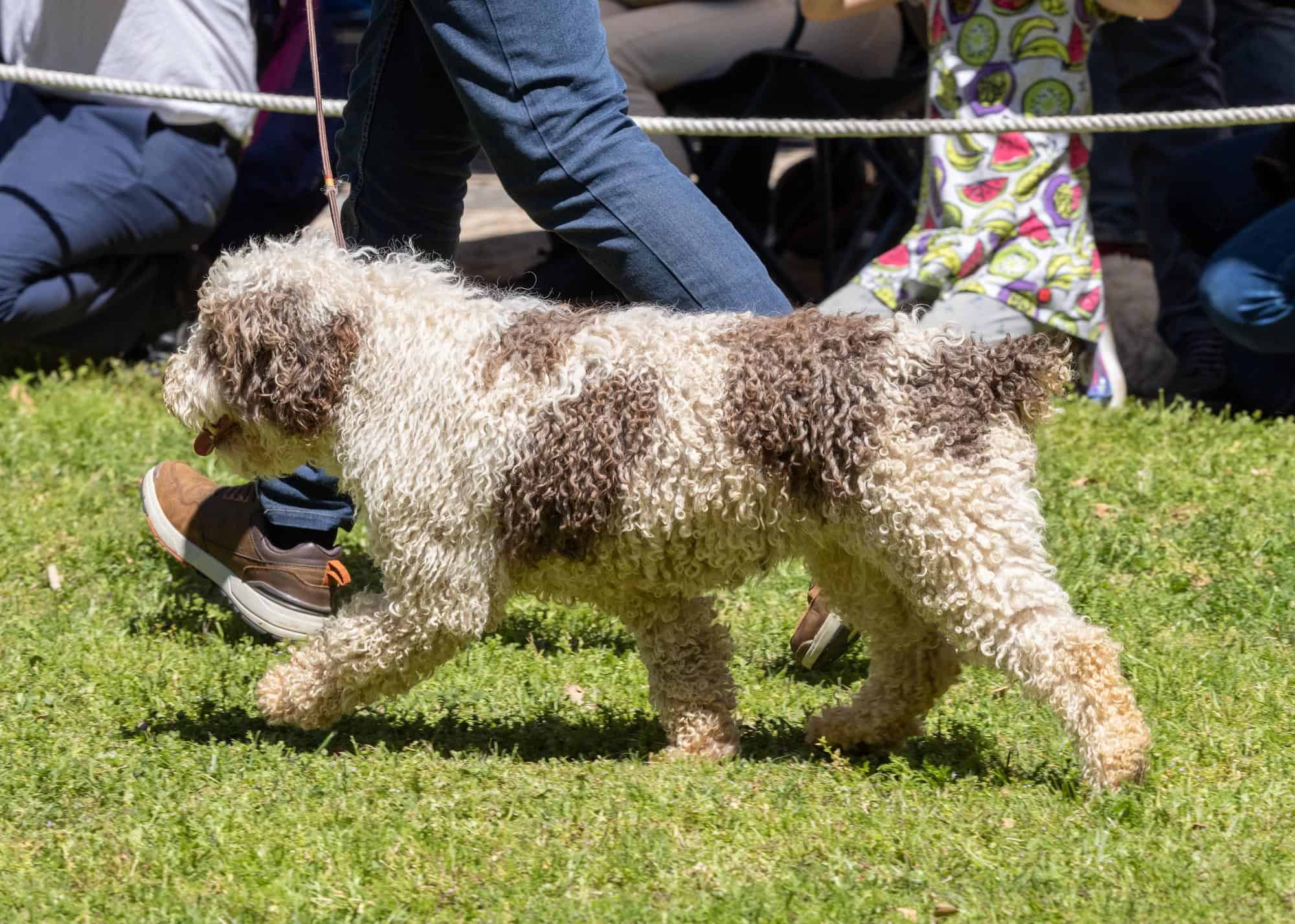 Training Essentials for Spanish Water Dogs