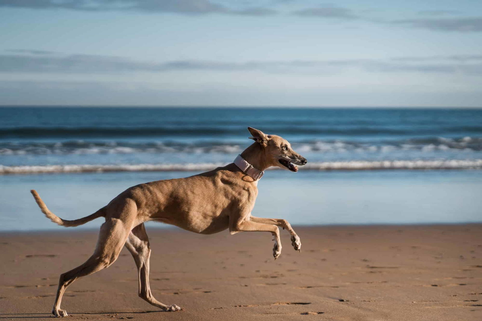 Adorable dog sprinting along sandy beach, capturing joyful moments with a lively, active pet in a scenic seaside setting.